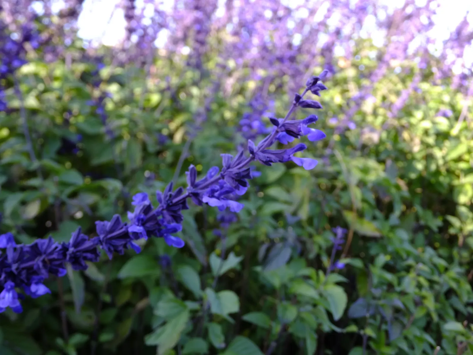 Indigo Spires Sage (Salvia 'Indigo Spires') — is a vibrant perennial featuring long