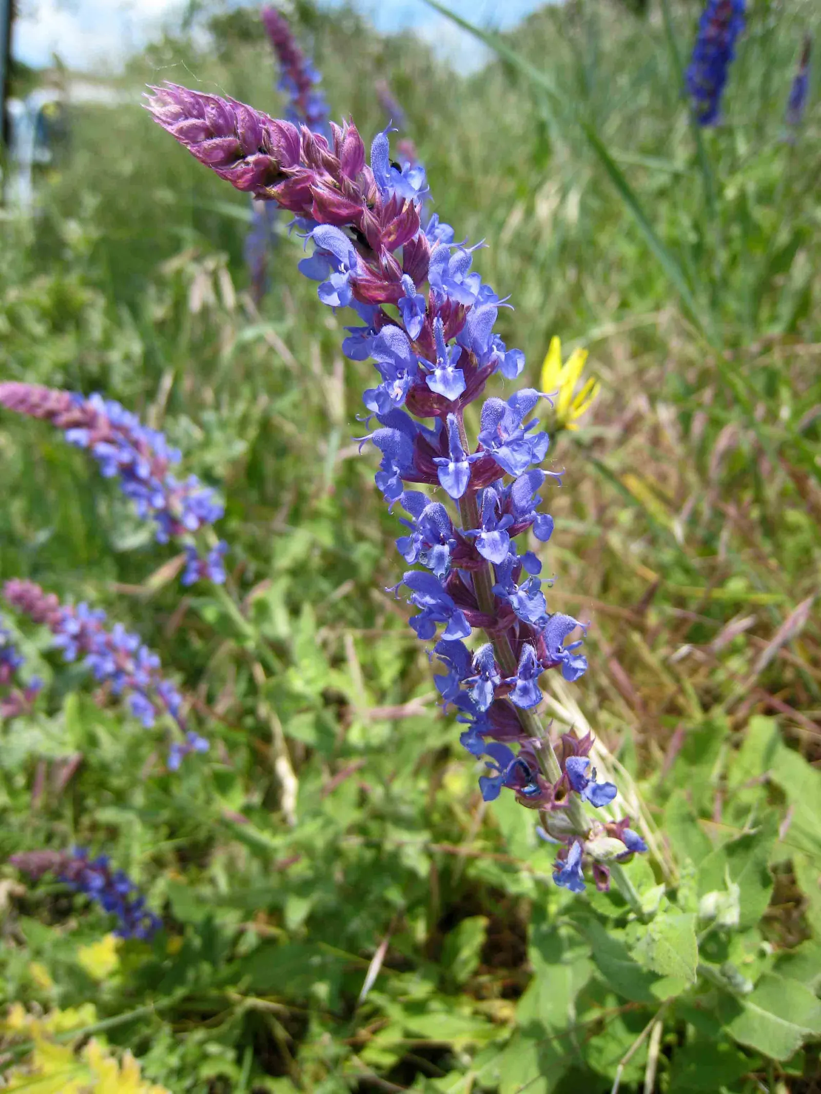 Indigo Spires Sage (Salvia 'Indigo Spires') — Perfect for borders or mass plantings