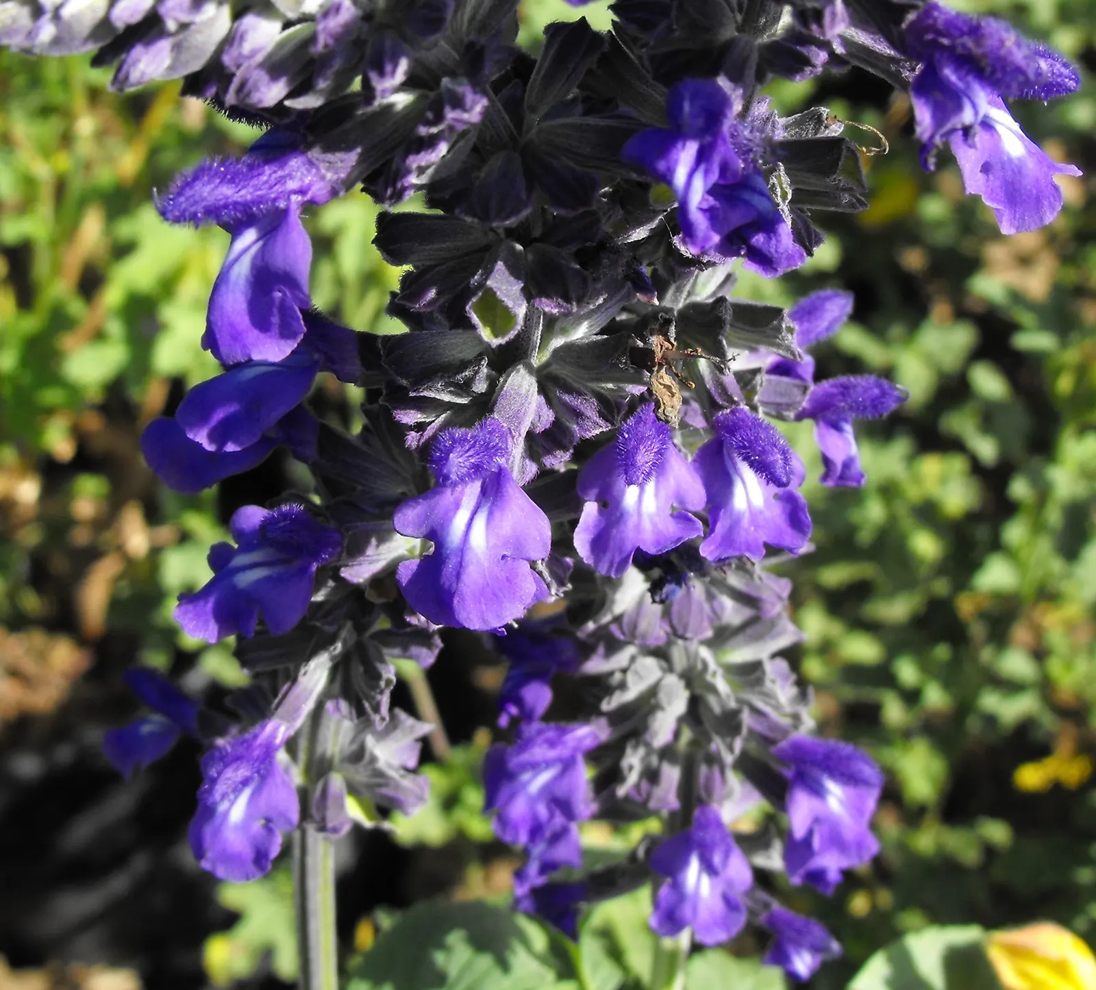 Indigo Spires Sage (Salvia 'Indigo Spires') — twisting spikes of deep indigo flowers
