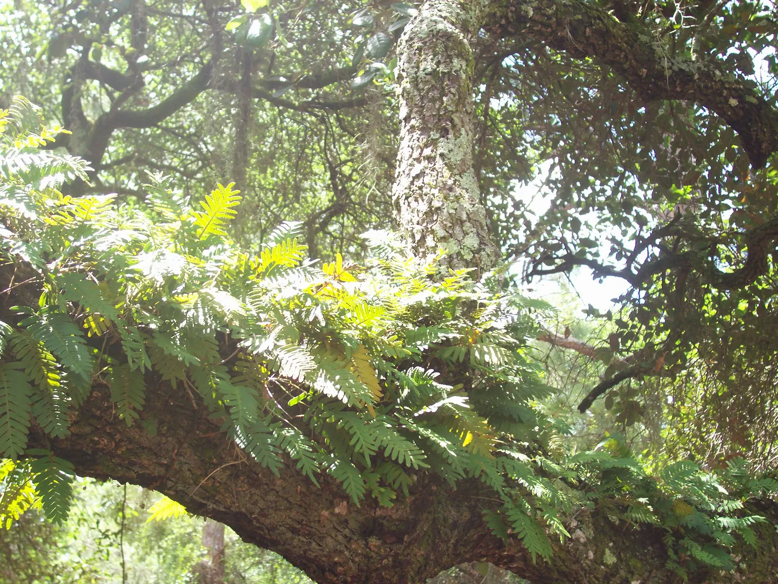 Resurrection Fern (Pleopeltis polypodioides) — providing visual interest above ground level; <br><br>Informing your client about the Resurrection, image 66