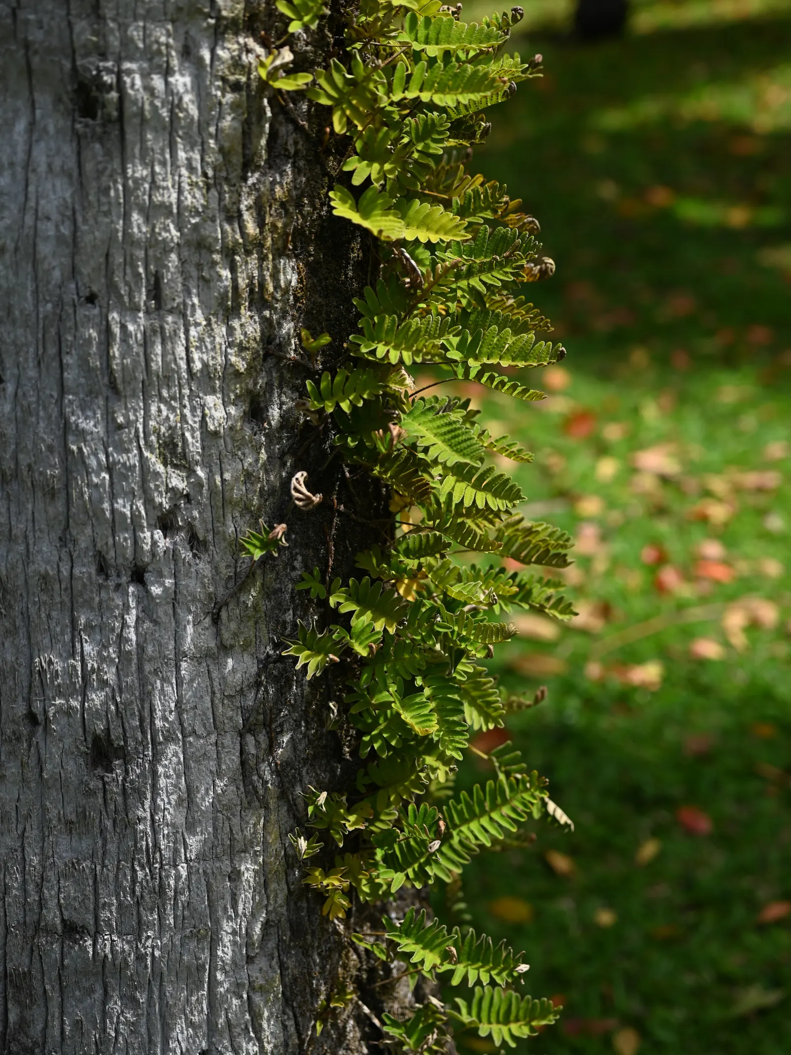 Resurrection Fern (Pleopeltis polypodioides) — provide a textural contrast