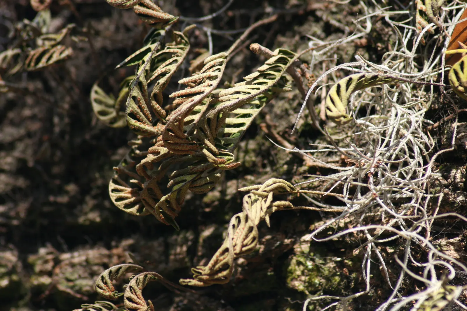 Resurrection Fern (Pleopeltis polypodioides) — It is moderately sized, with fronds reaching lengths of 4 to 12 inches; the Resurrection Fern, image 86