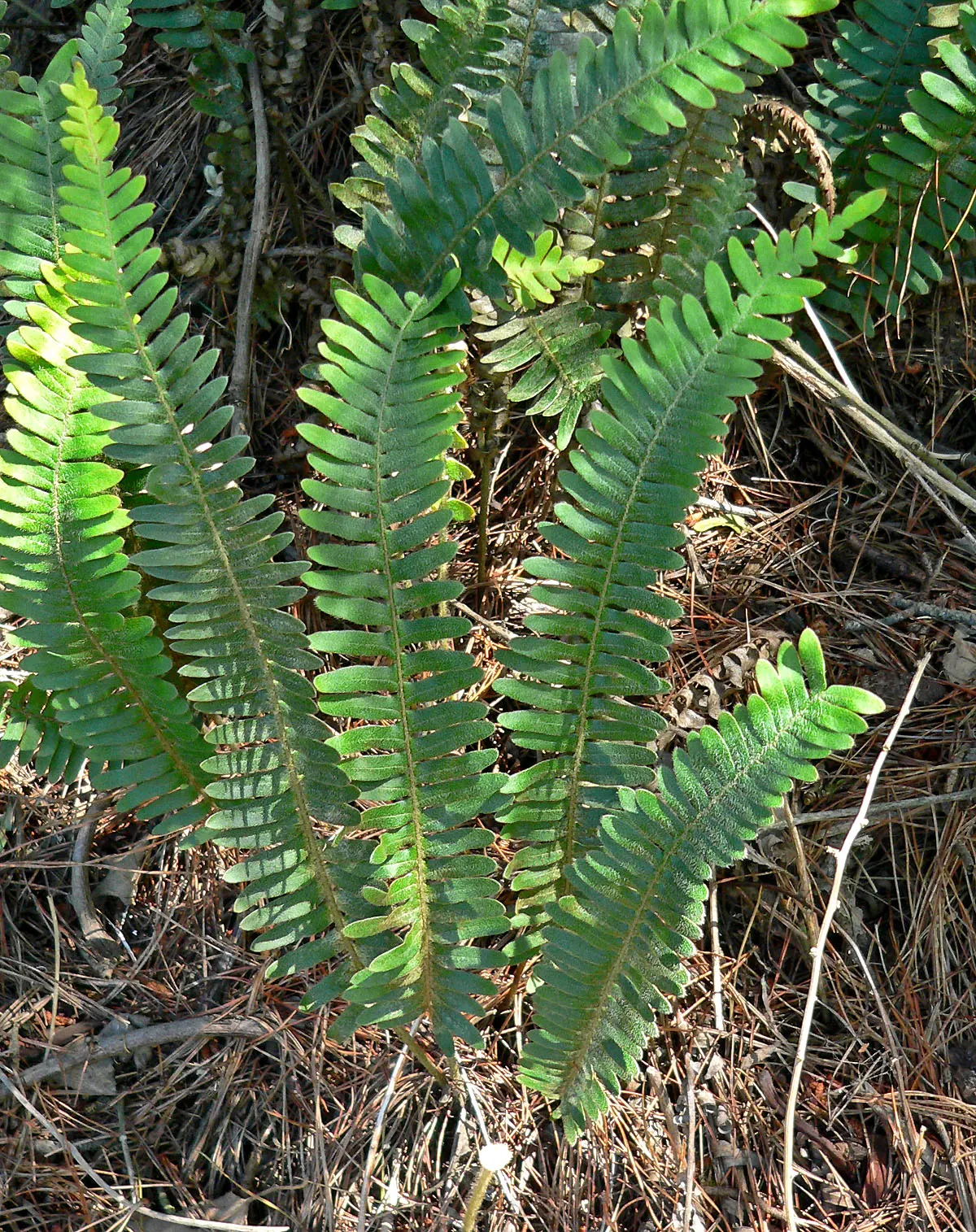 Resurrection Fern (Pleopeltis polypodioides) — its delicate fronds favor indirect light; this epiphytic plant is petite‚Äîrarely exceeding 8 inches, image 73
