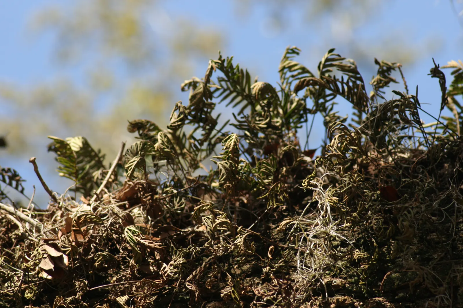 Resurrection Fern (Pleopeltis polypodioides) — such as live oaks or bald cypress