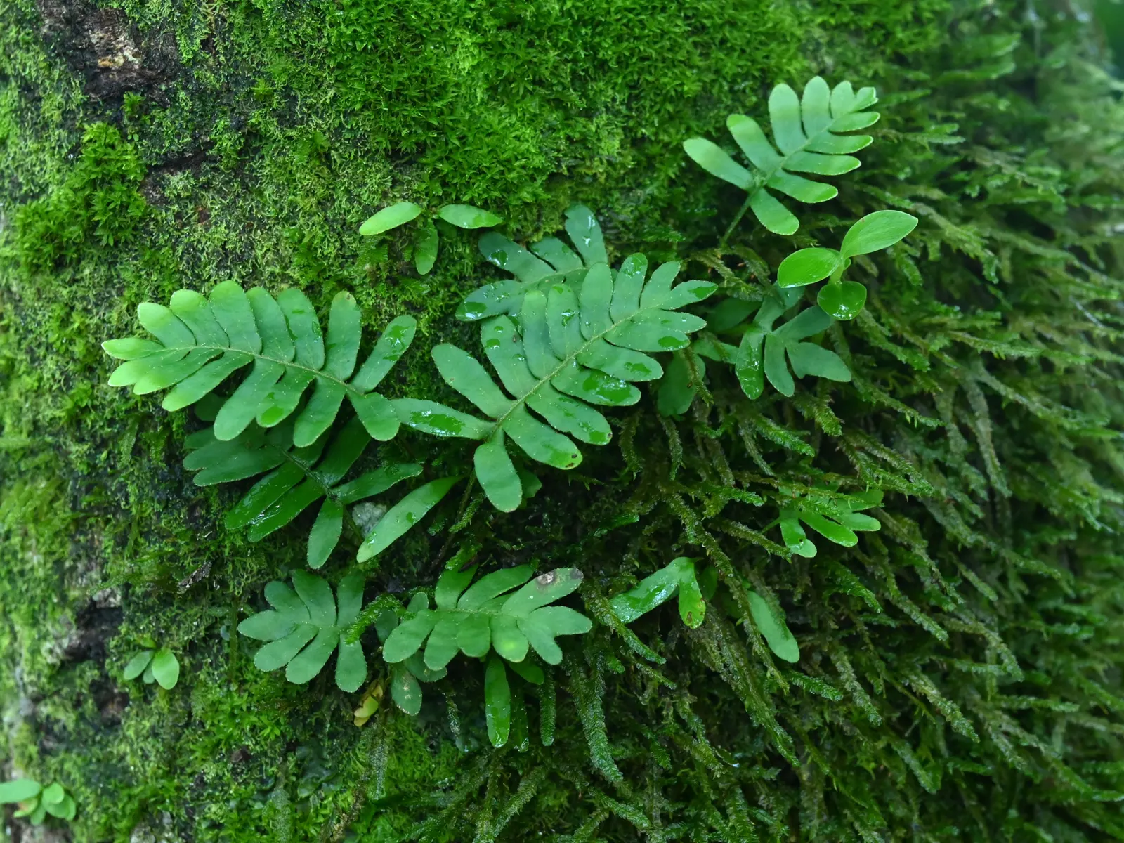 Resurrection Fern (Pleopeltis polypodioides) — provide a textural contrast; as a landscape architect crafting a garden design