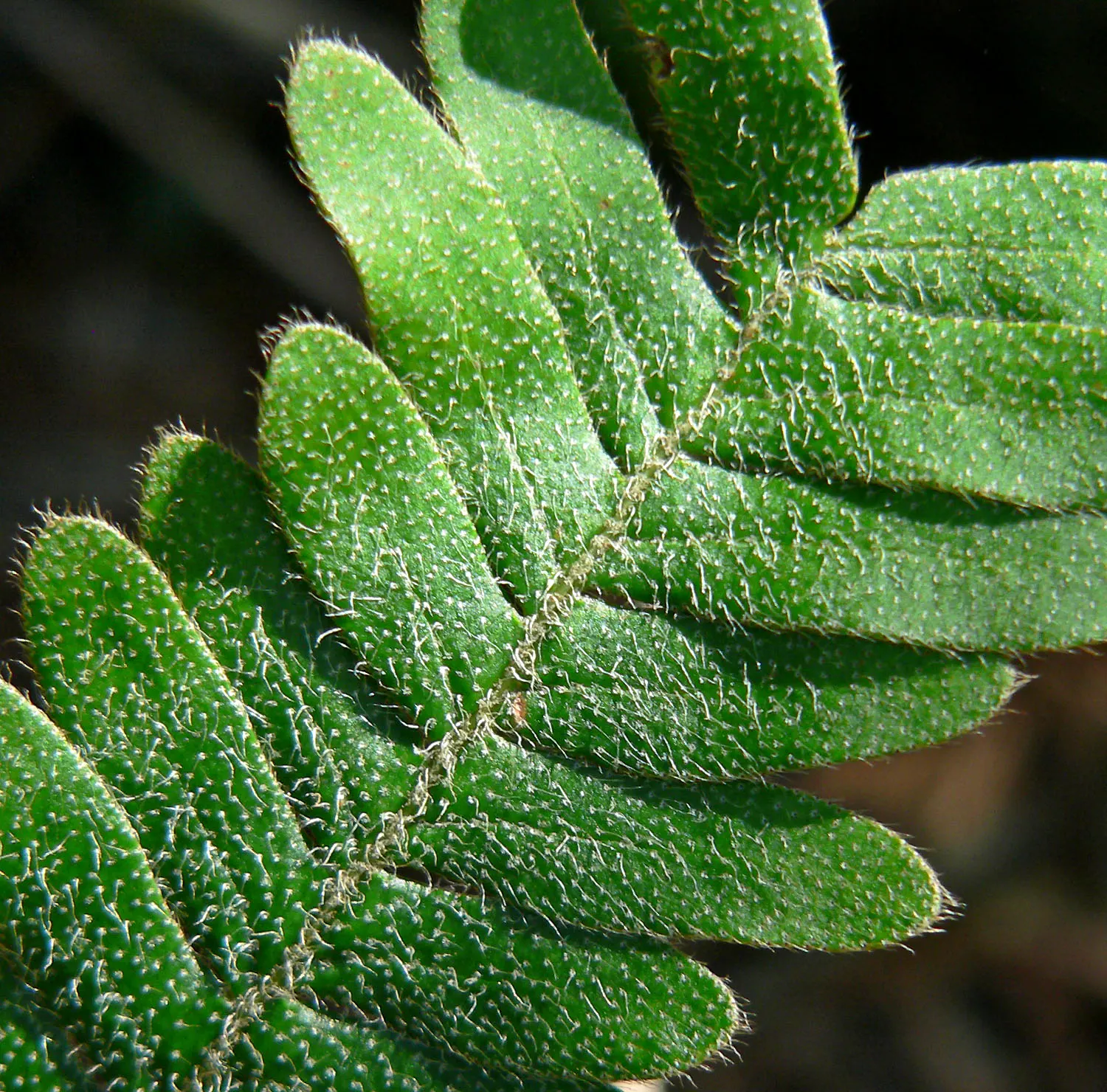 Resurrection Fern (Pleopeltis polypodioides) — consider their epiphytic nature; they are perfect for mounting on tree trunks or sturdy branches, image 65