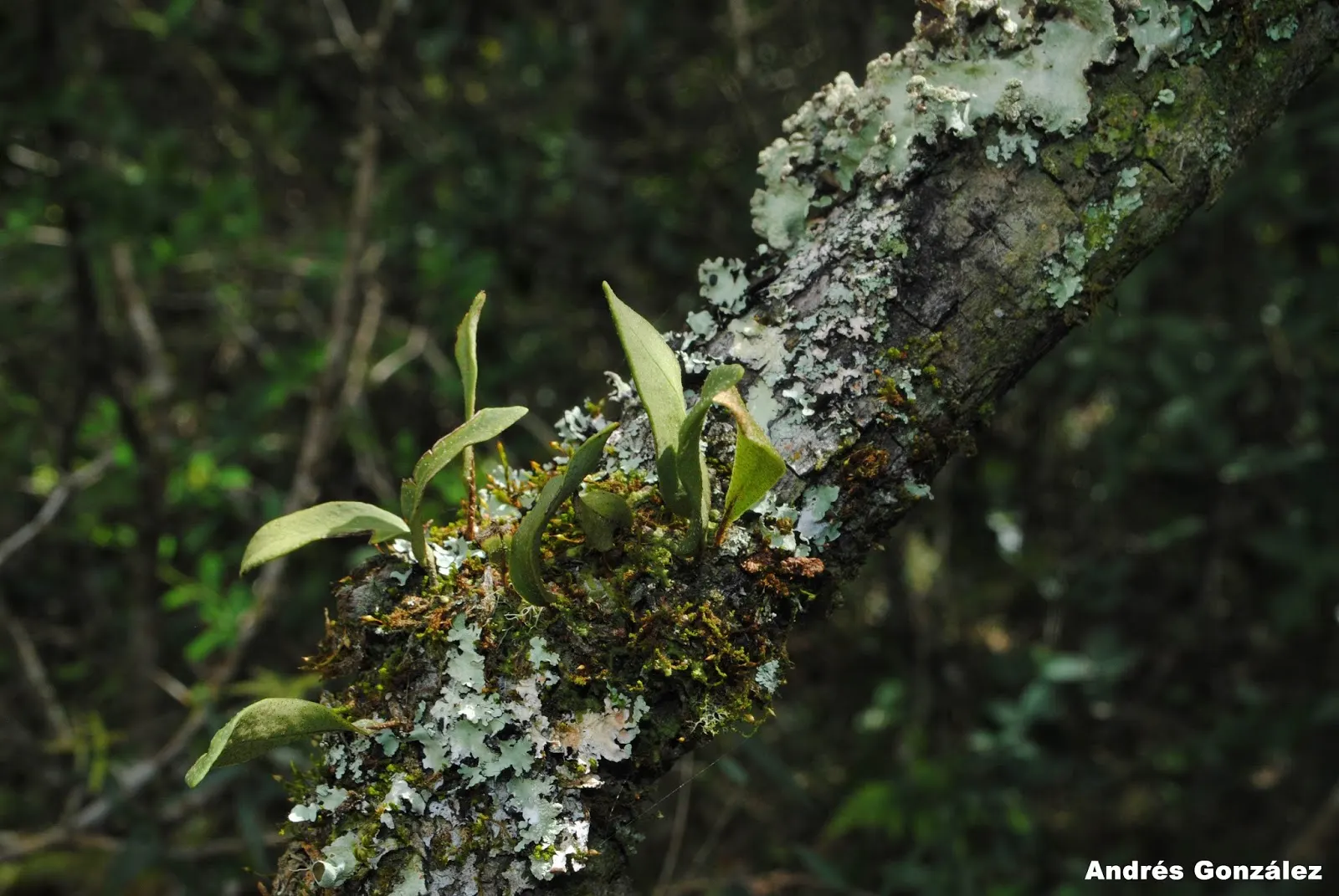 Resurrection Fern (Pleopeltis polypodioides) — with just a bit of moisture; provide a textural contrast