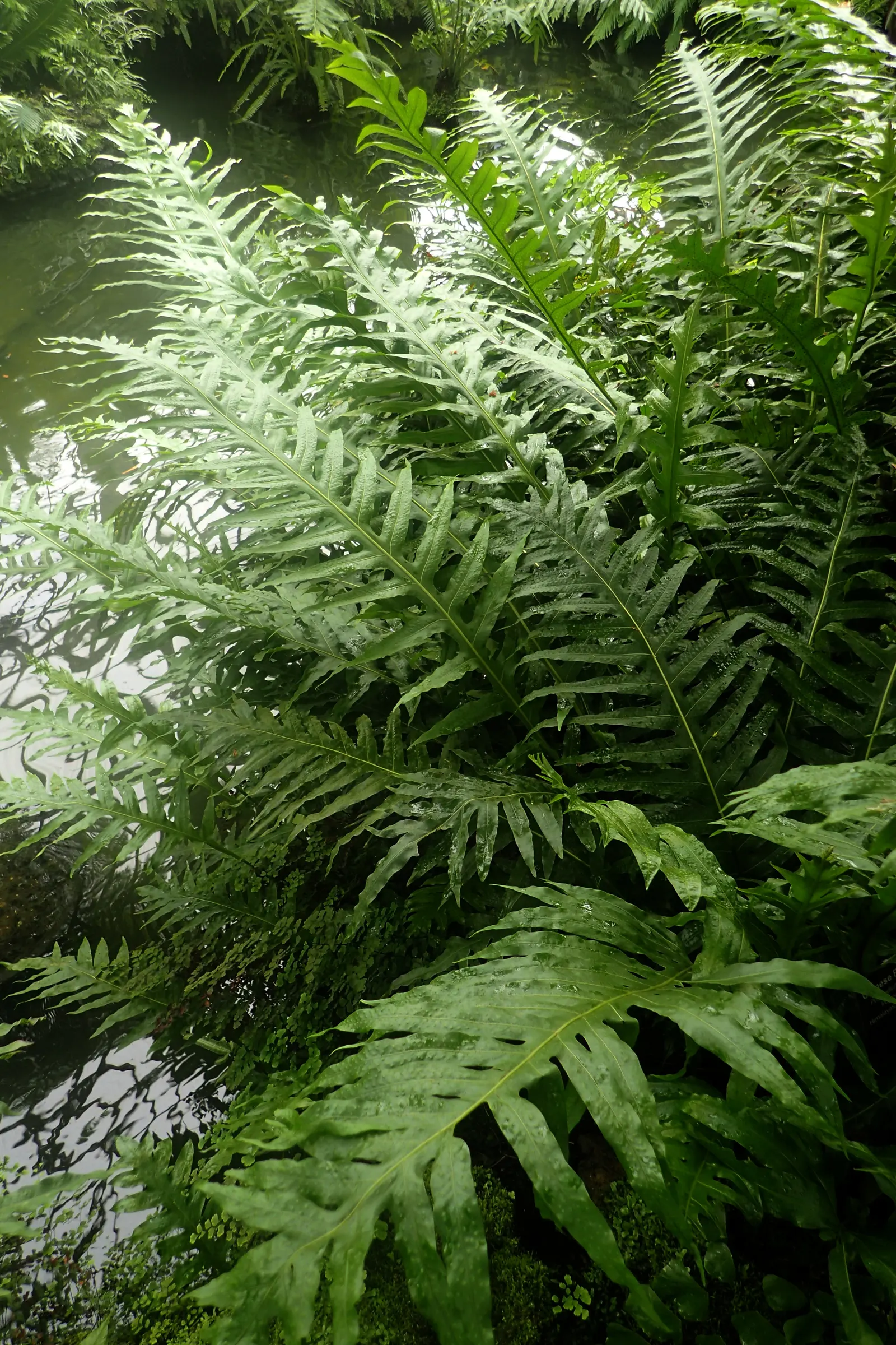 Resurrection Fern (Pleopeltis polypodioides) — scientifically known as Polypodium polypodioides