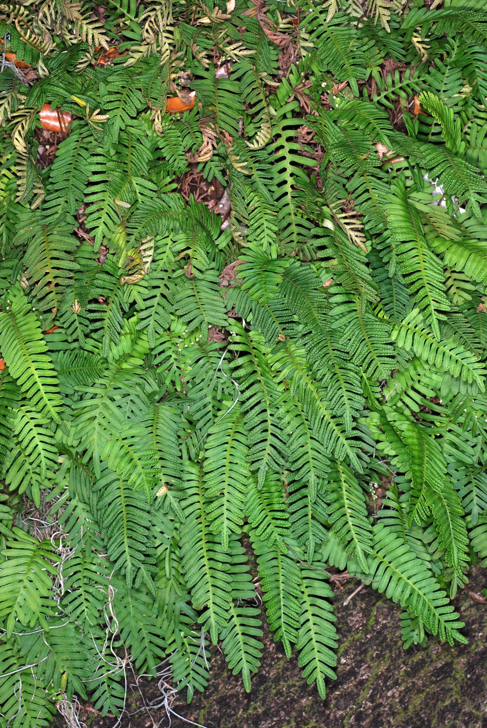 Resurrection Fern (Pleopeltis polypodioides) — fern for deep shade or half or shade; providing visual interest above ground level