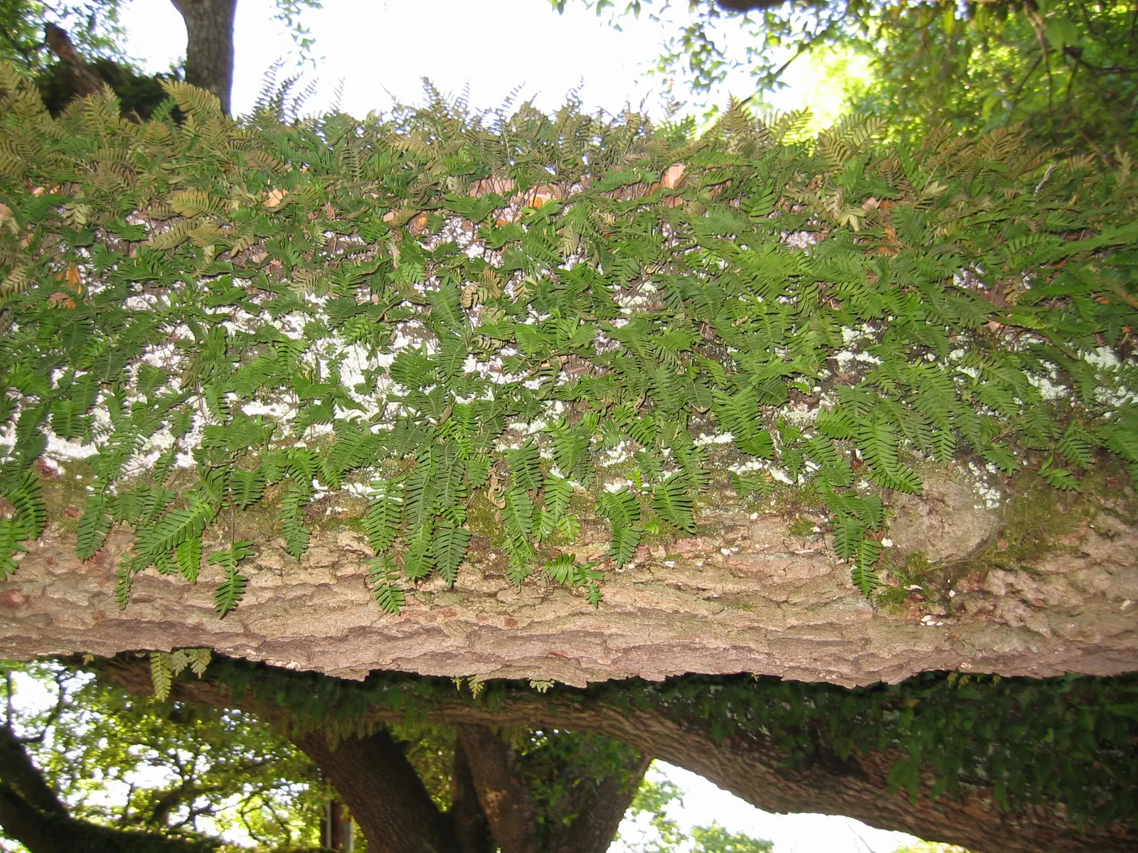 Resurrection Fern (Pleopeltis polypodioides) — provide a textural contrast; as a landscape architect crafting a garden design, image 74