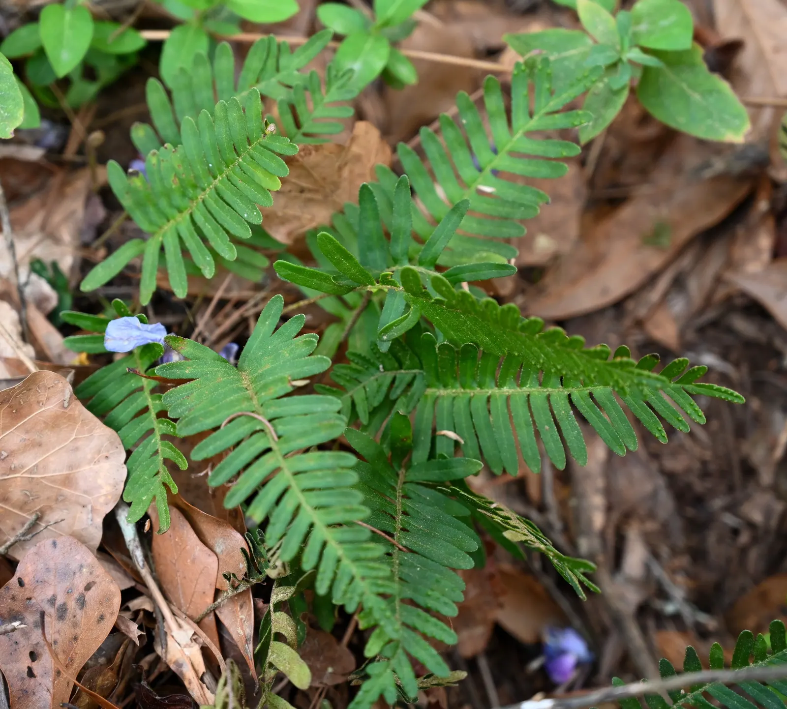 Resurrection Fern (Pleopeltis polypodioides) — This fern prefers indirect sunlight or partial shade