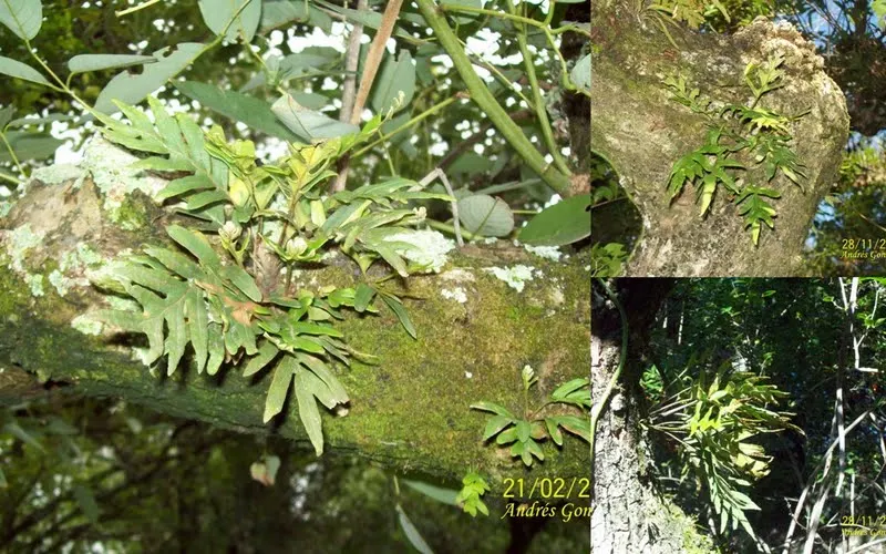 Resurrection Fern (Pleopeltis polypodioides) — It spectacularly ‚Äòresurrects‚Äô from a brown, desiccated state to lush green with rain; when including