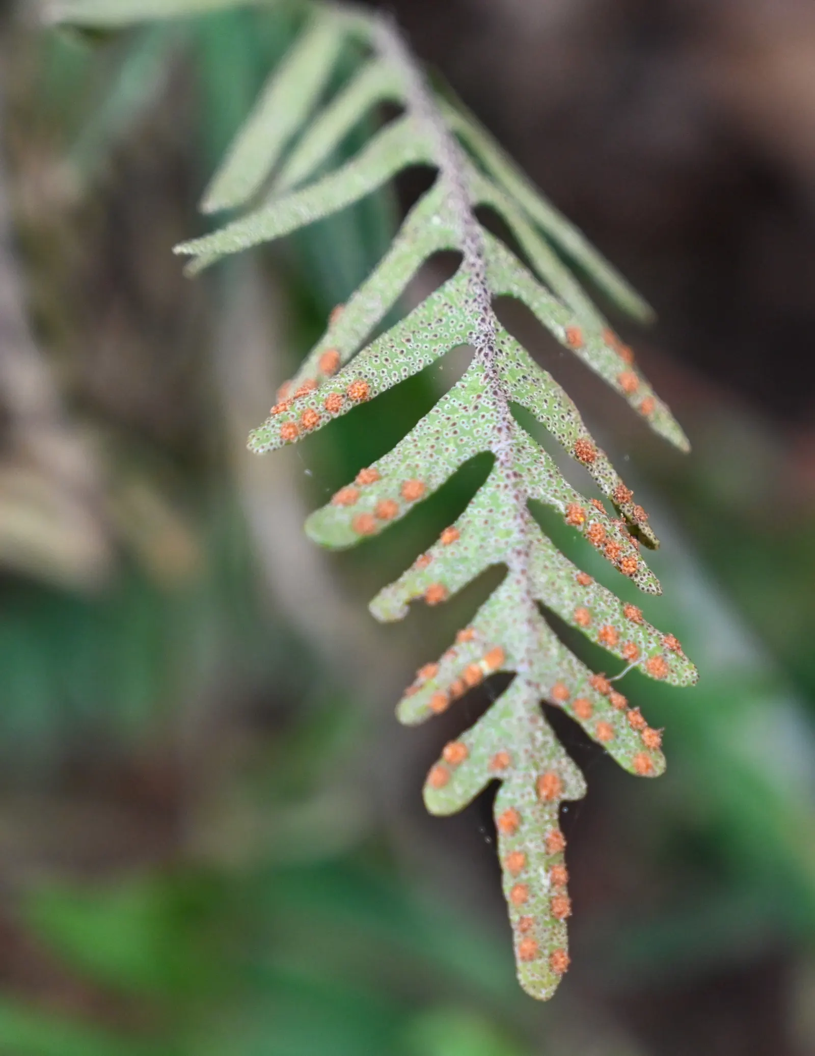 Resurrection Fern (Pleopeltis polypodioides) — its delicate fronds favor indirect light