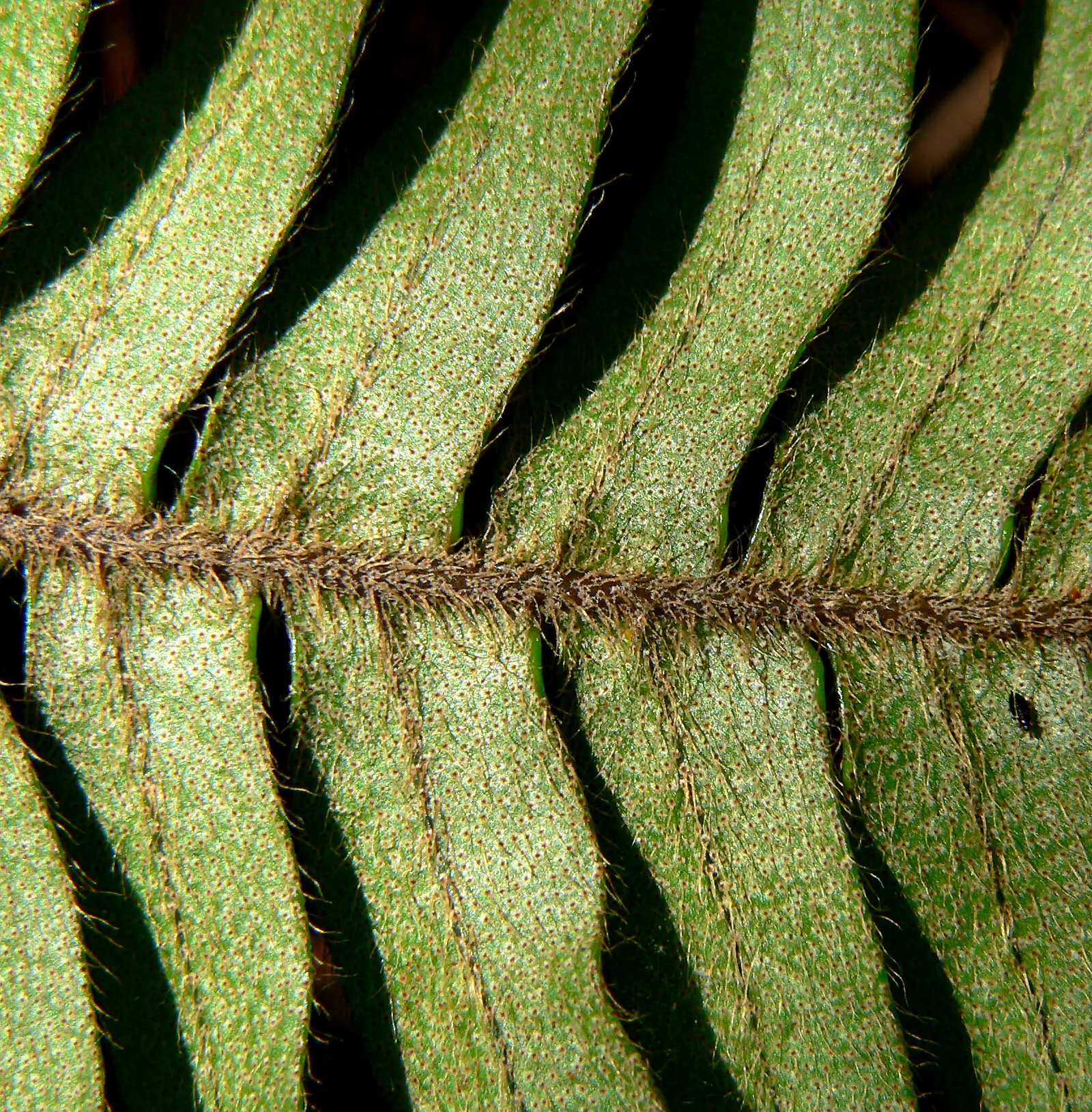 Resurrection Fern (Pleopeltis polypodioides) — it will unfurl to reveal lush, image 58