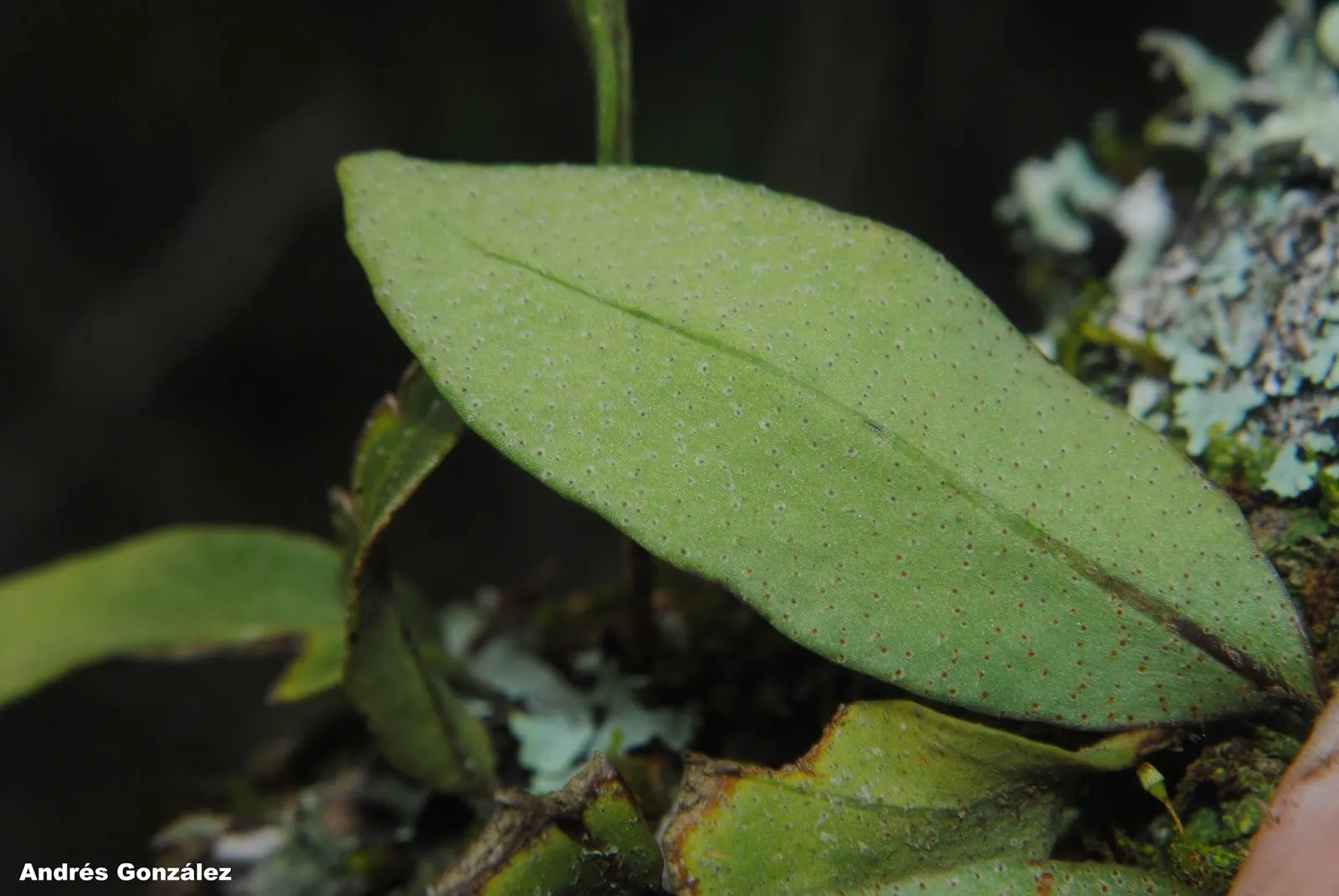 Resurrection Fern (Pleopeltis polypodioides) — When including Resurrection Ferns in your landscape; is an enchanting epiphytic plant that offers, image 64