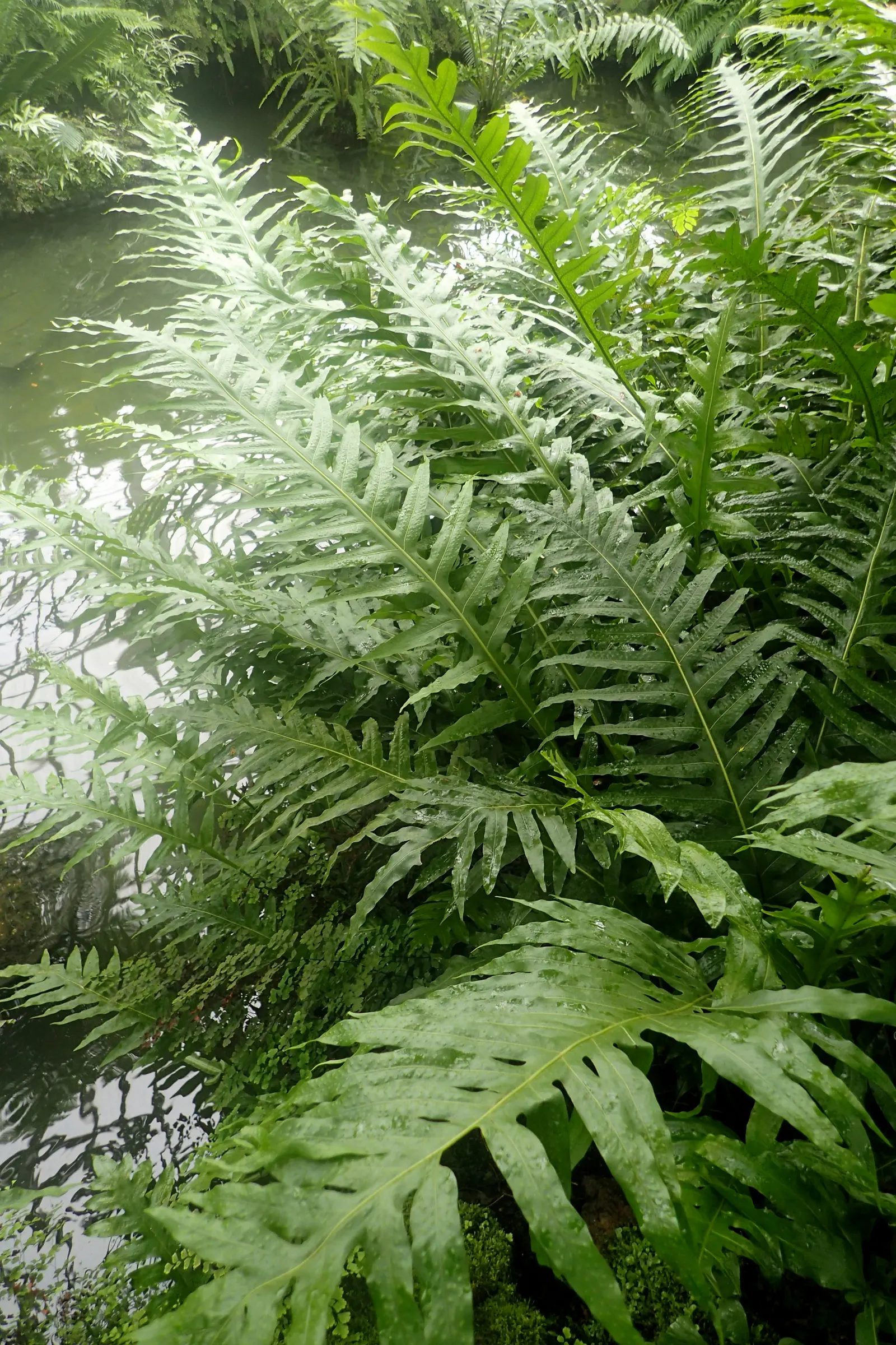 Resurrection Fern (Pleopeltis polypodioides) — with just a bit of moisture