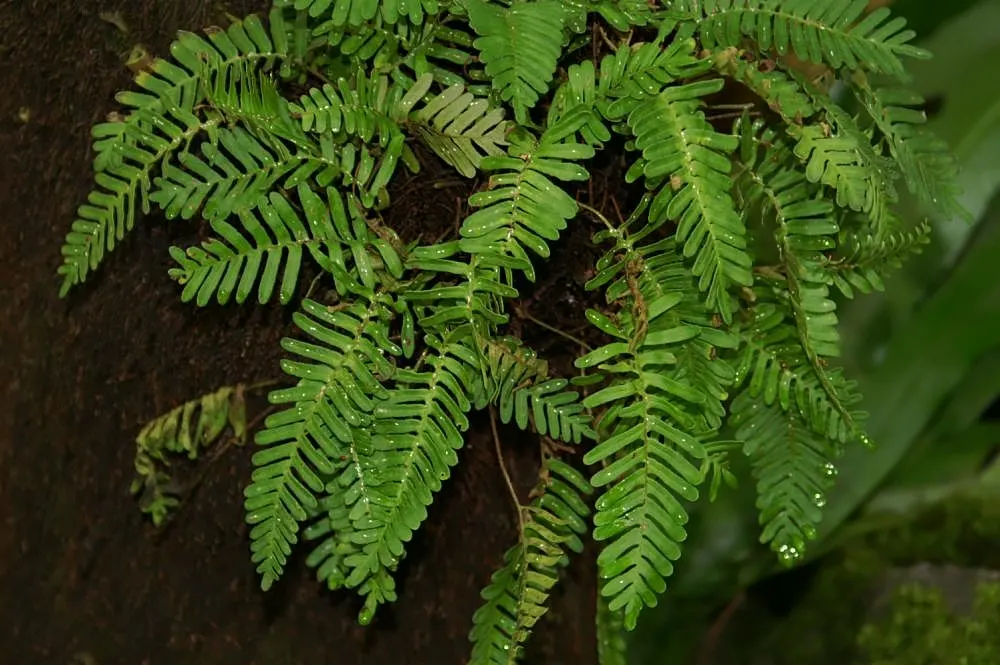 Resurrection Fern (Pleopeltis polypodioides) — <br><br>Informing your client about the Resurrection Fern will introduce them to a unique; vibrant, image 68