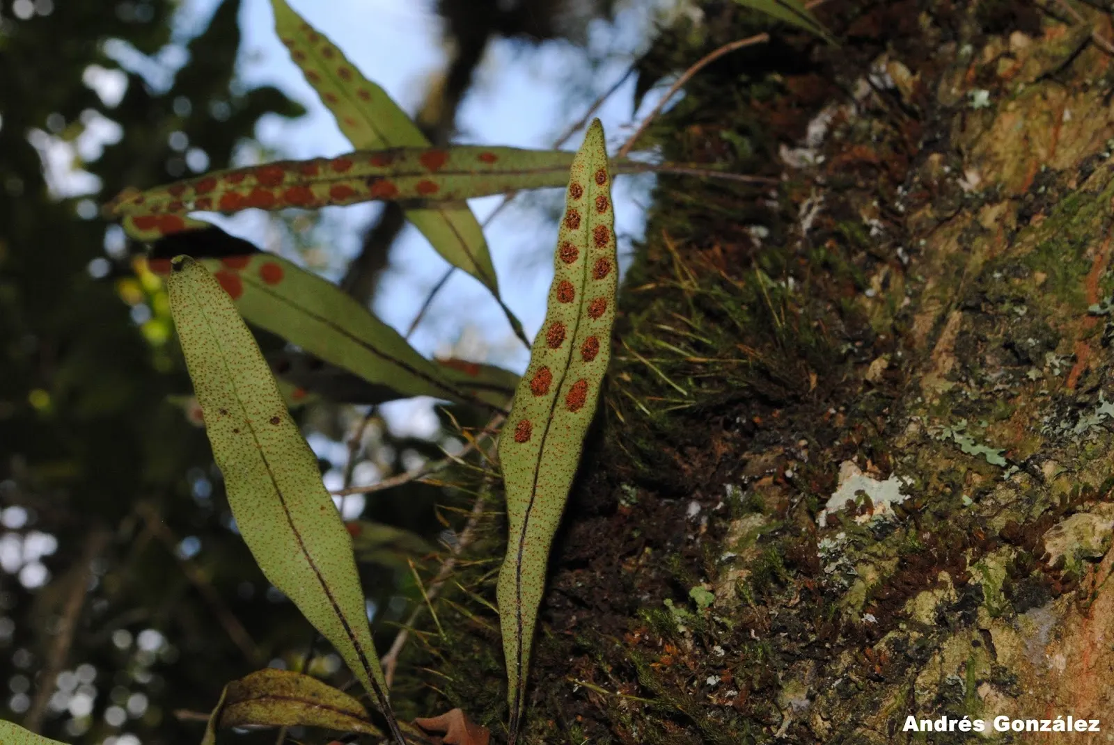 Resurrection Fern (Pleopeltis polypodioides) — scientifically known as Polypodium polypodioides; fern for deep shade or half or shade, image 53