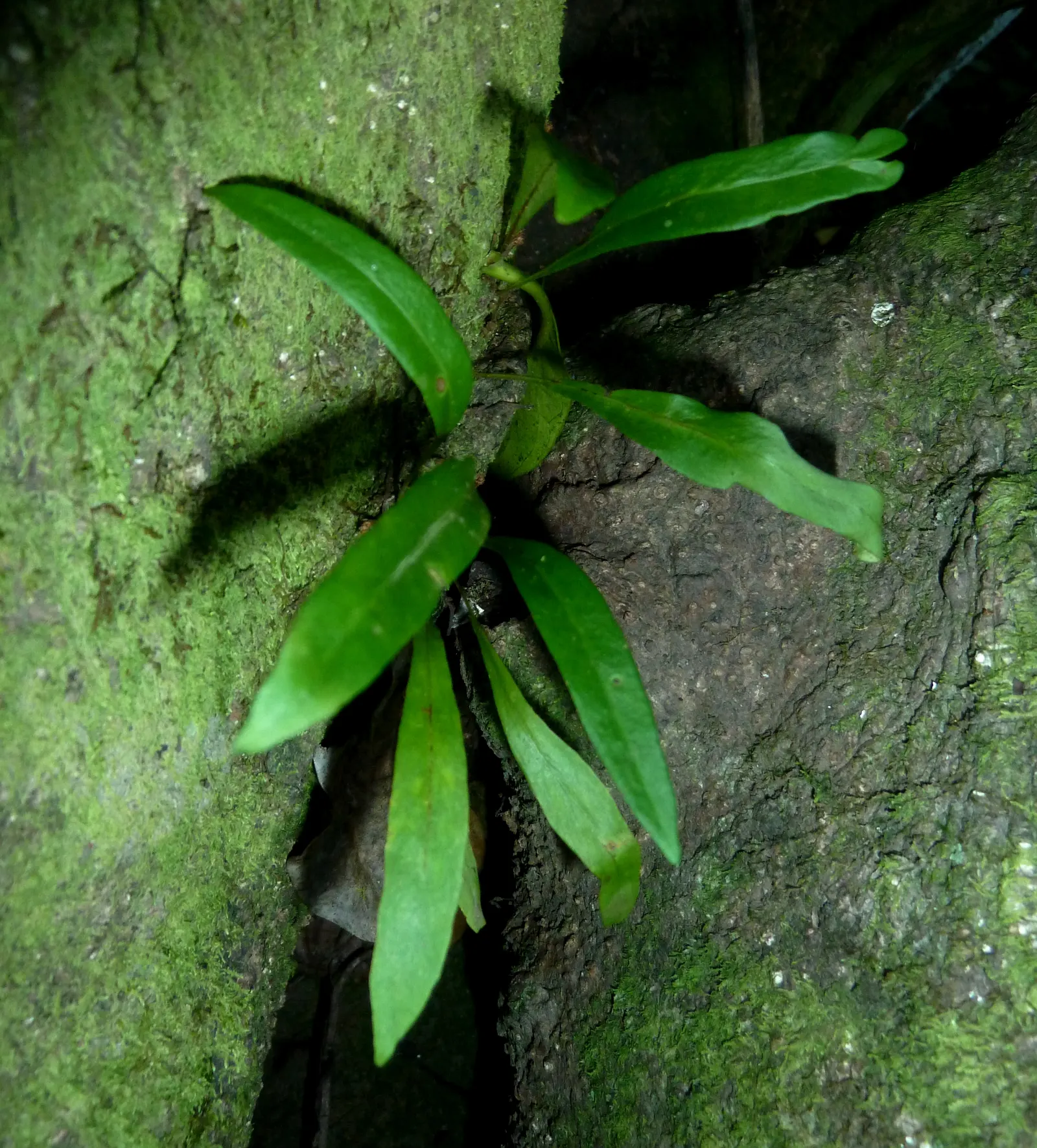 Resurrection Fern (Pleopeltis polypodioides) — vibrant green fronds once more.<br><br>The Resurrection Fern is a versatile addition to any garden, image 82