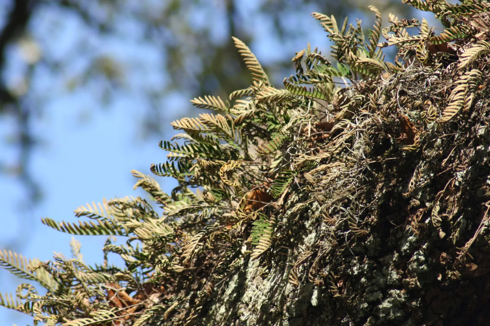 Resurrection Fern (Pleopeltis polypodioides) — it will unfurl to reveal lush