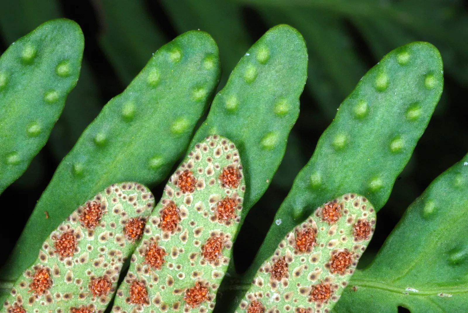 Resurrection Fern (Pleopeltis polypodioides) — The Resurrection Fern, Polypodium polypodioides, is a marvel, thriving on tree branches and rocks; its delicate