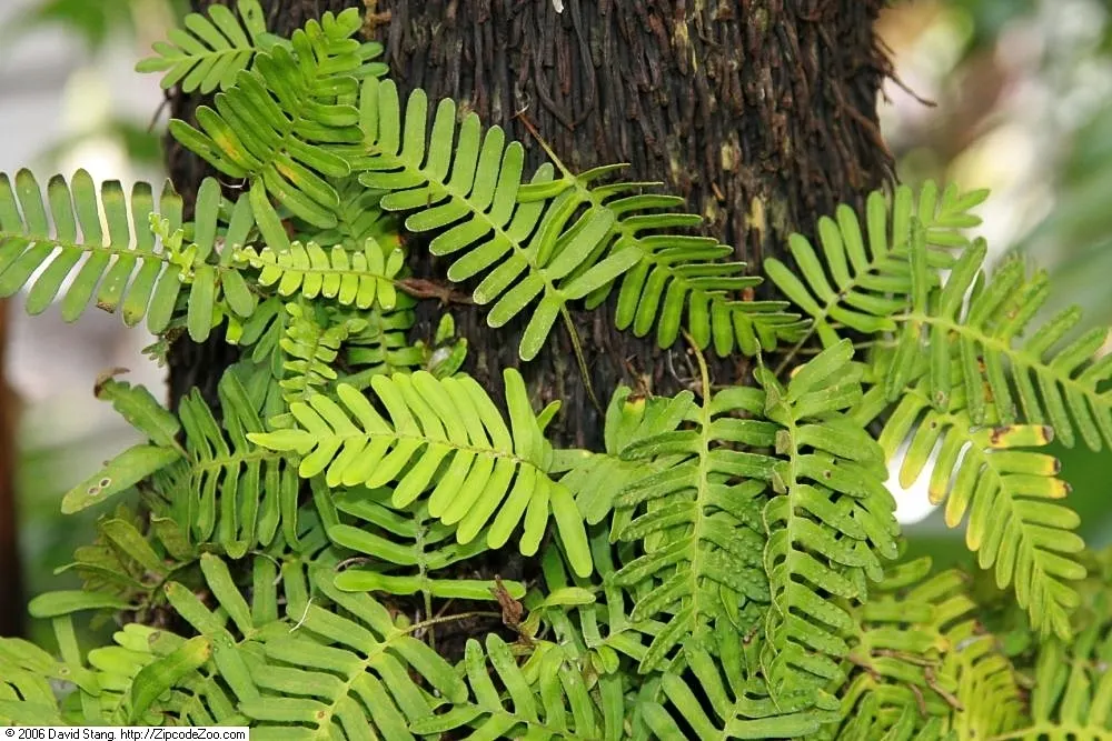 Resurrection Fern (Pleopeltis polypodioides) — provide a textural contrast; as a landscape architect crafting a garden design, image 51