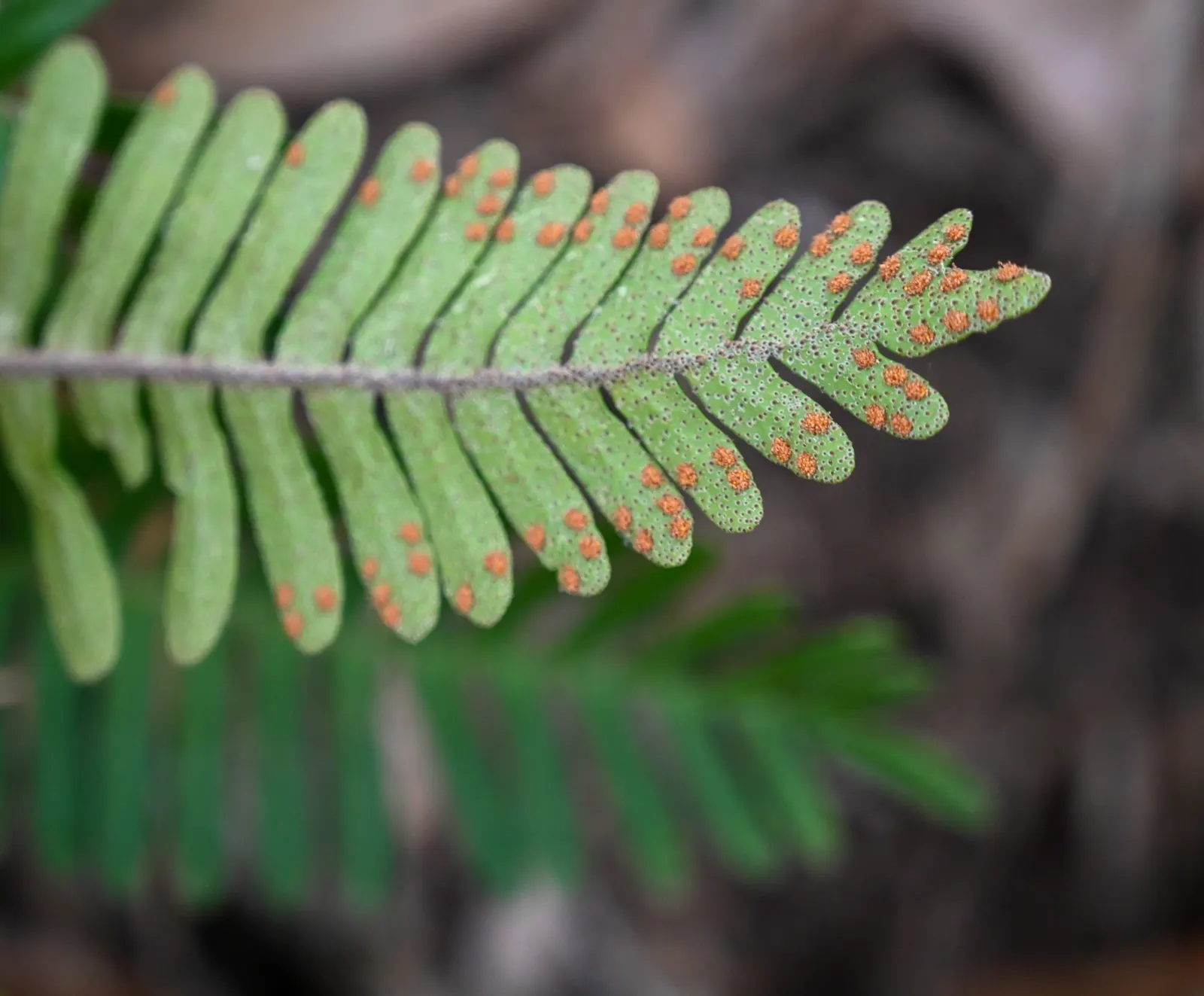 Resurrection Fern (Pleopeltis polypodioides) — is an enchanting epiphytic plant that offers both botanical interest and a lesson in resilience