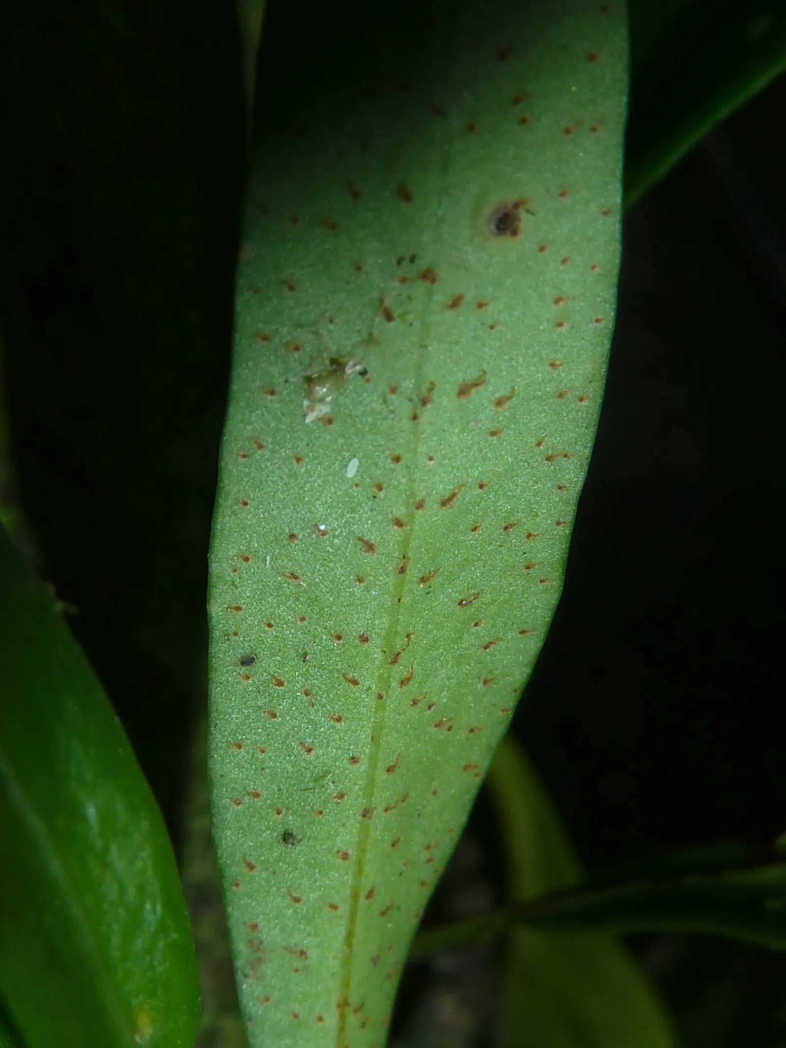 Resurrection Fern (Pleopeltis polypodioides) — scientifically known as Polypodium polypodioides; fern for deep shade or half or shade, image 76