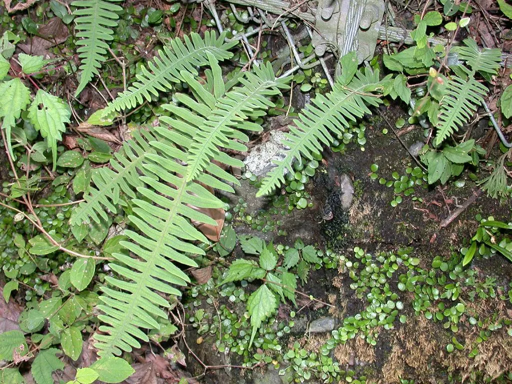 Resurrection Fern (Pleopeltis polypodioides) — thriving in USDA hardiness zones 6 through 11; it spectacularly ‚Äòresurrects‚Äô from a brown, image 83