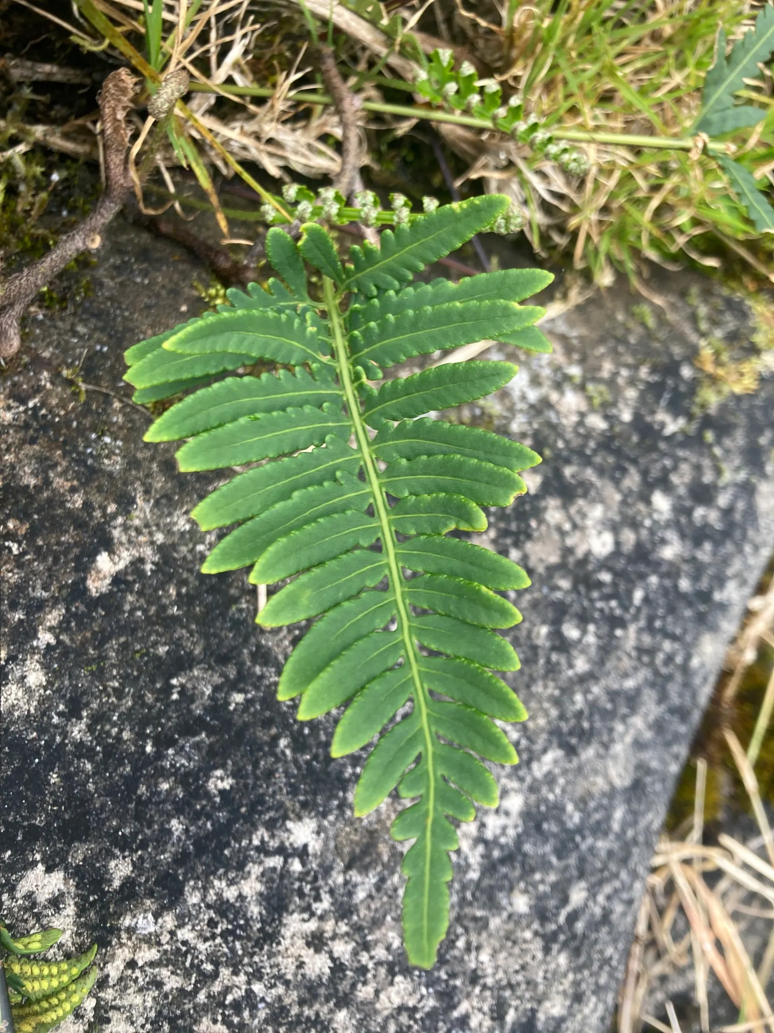 Resurrection Fern (Pleopeltis polypodioides) — fern for deep shade or half or shade; providing visual interest above ground level, image 69