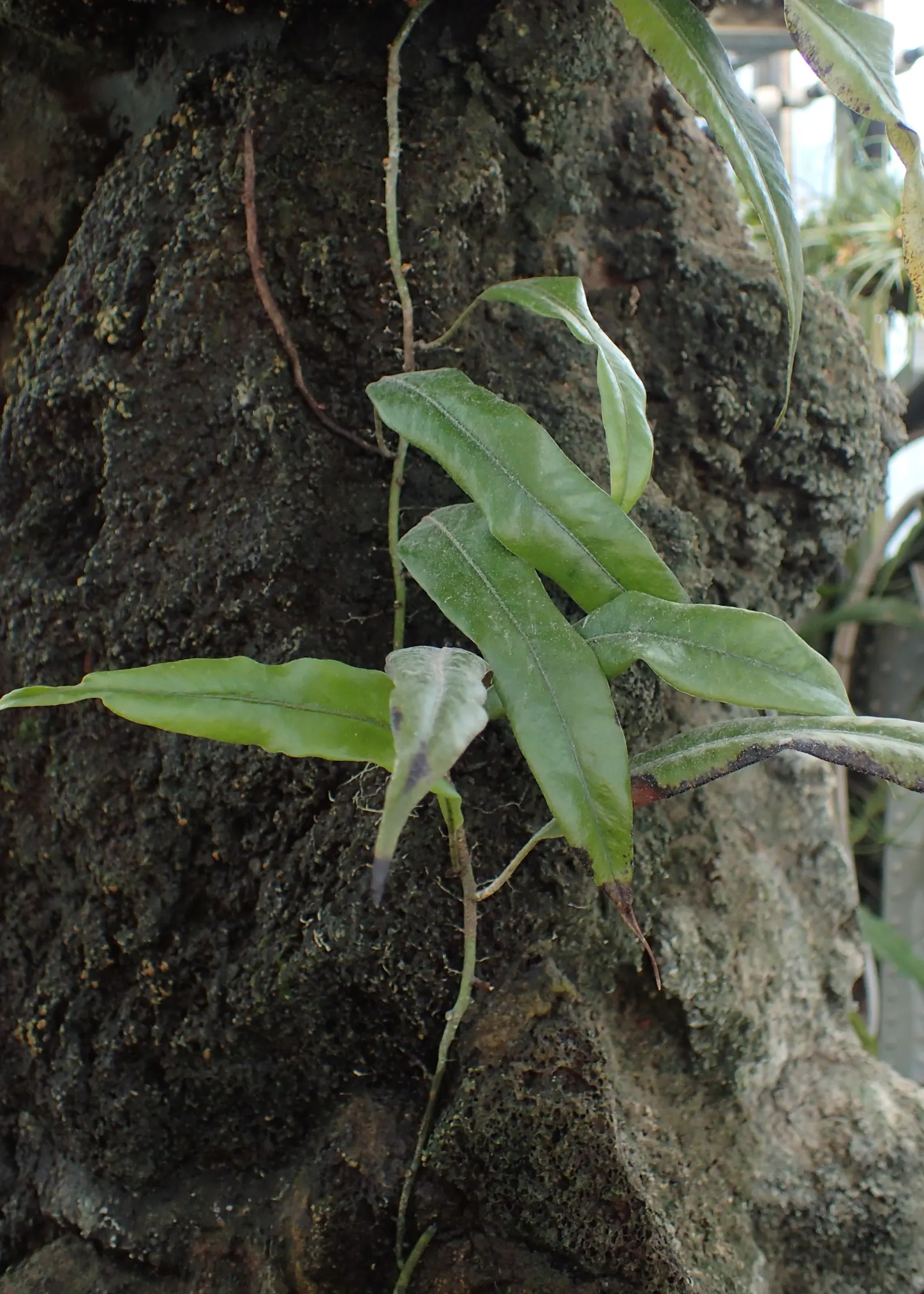 Resurrection Fern (Pleopeltis polypodioides) — its delicate fronds favor indirect light; this epiphytic plant is petite‚Äîrarely exceeding 8 inches tall