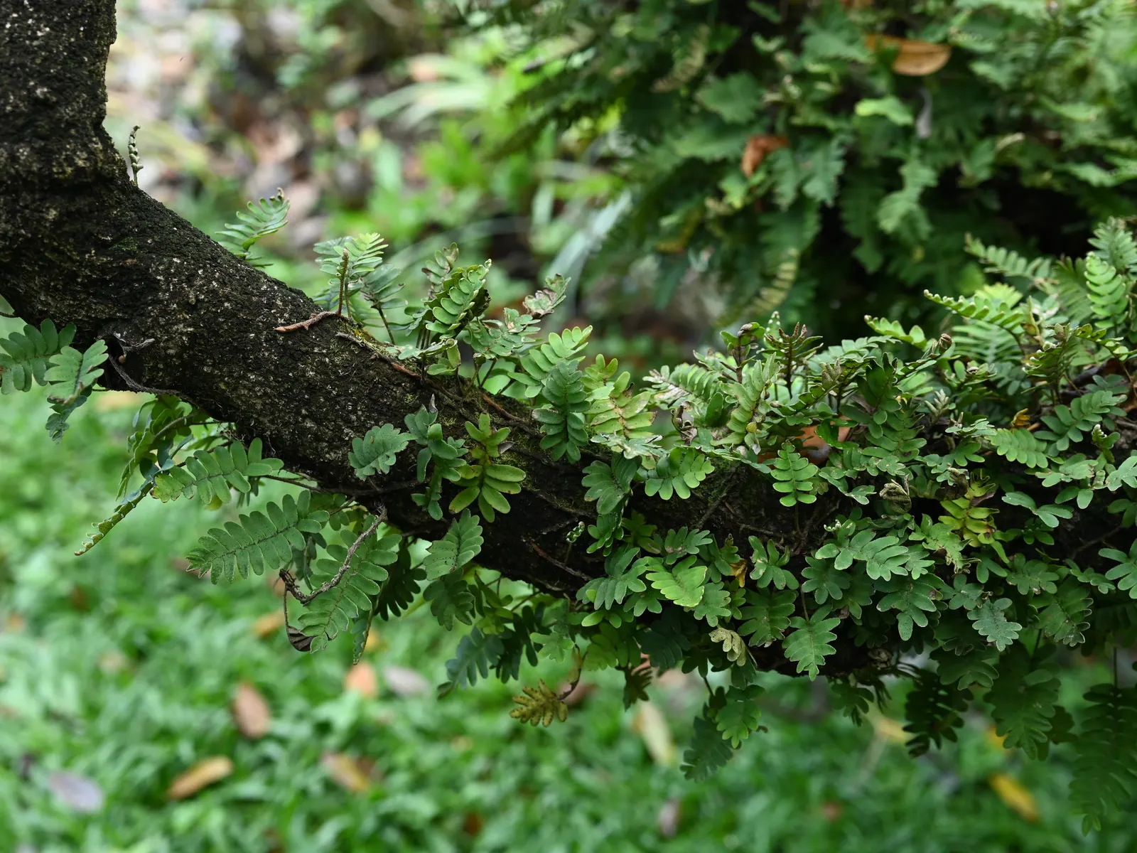 Resurrection Fern (Pleopeltis polypodioides) — They require little maintenance, beyond ensuring they get enough moisture to revive after dry spells