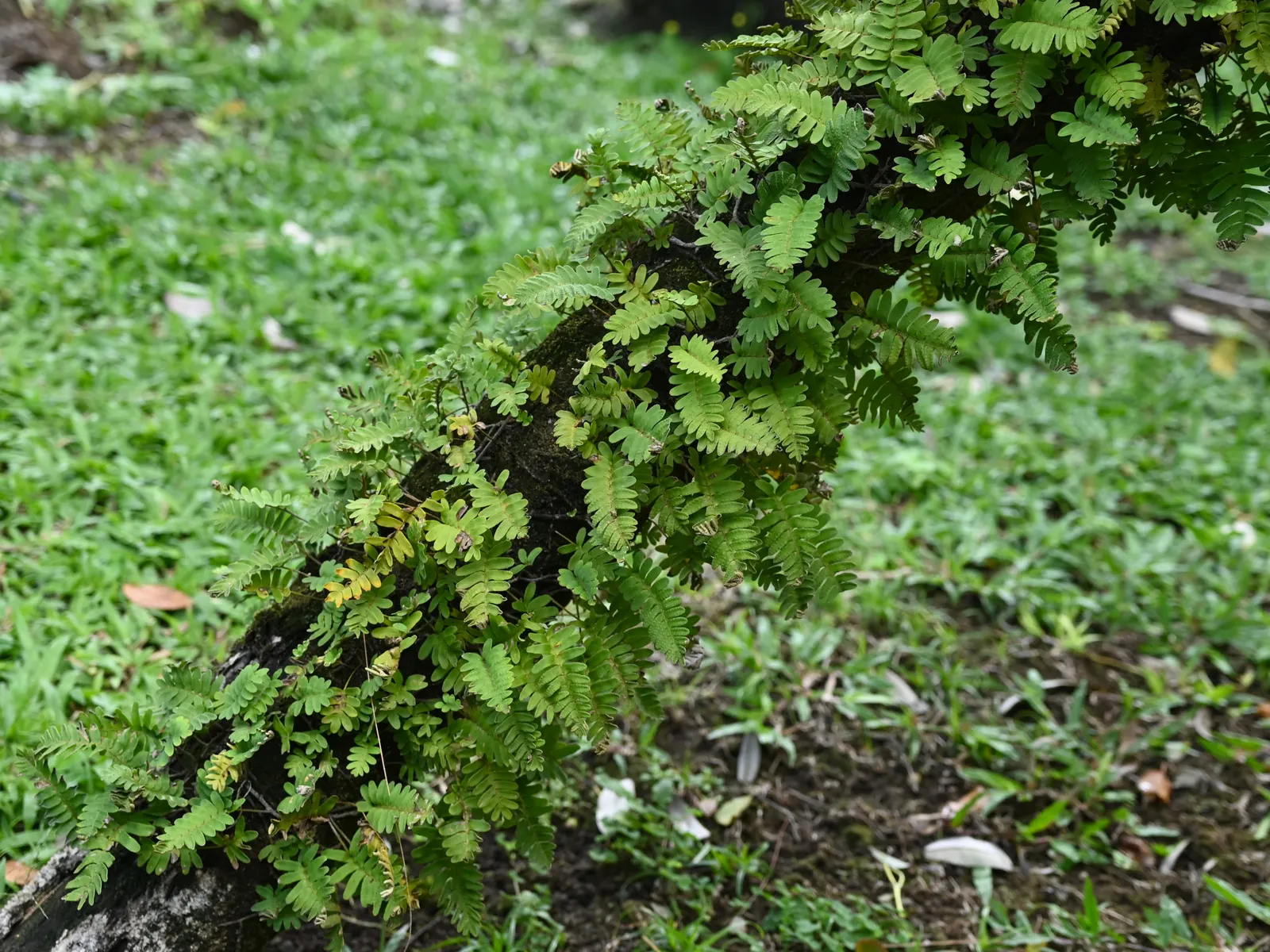Resurrection Fern (Pleopeltis polypodioides) — is an enchanting epiphytic plant that offers both botanical interest and a lesson in resilience; scientifically