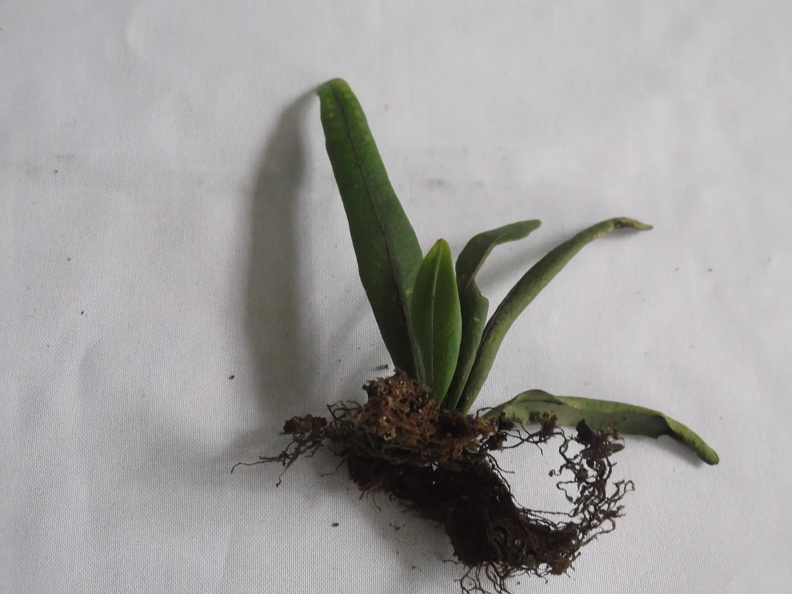 Resurrection Fern (Pleopeltis polypodioides) — fern for deep shade or half or shade