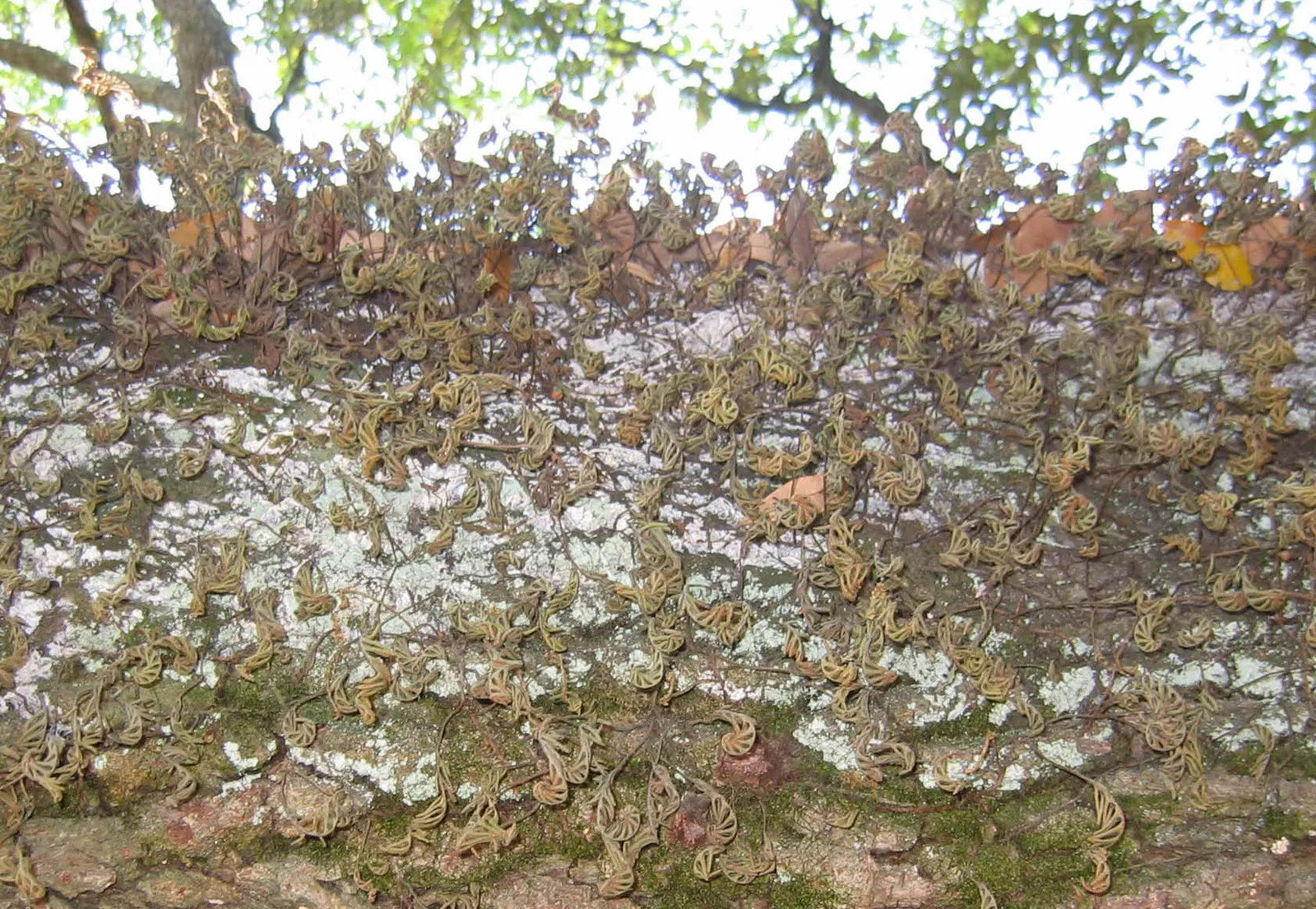 Resurrection Fern (Pleopeltis polypodioides) — such as live oaks or bald cypress; they require little maintenance, beyond ensuring they get enough, image 56