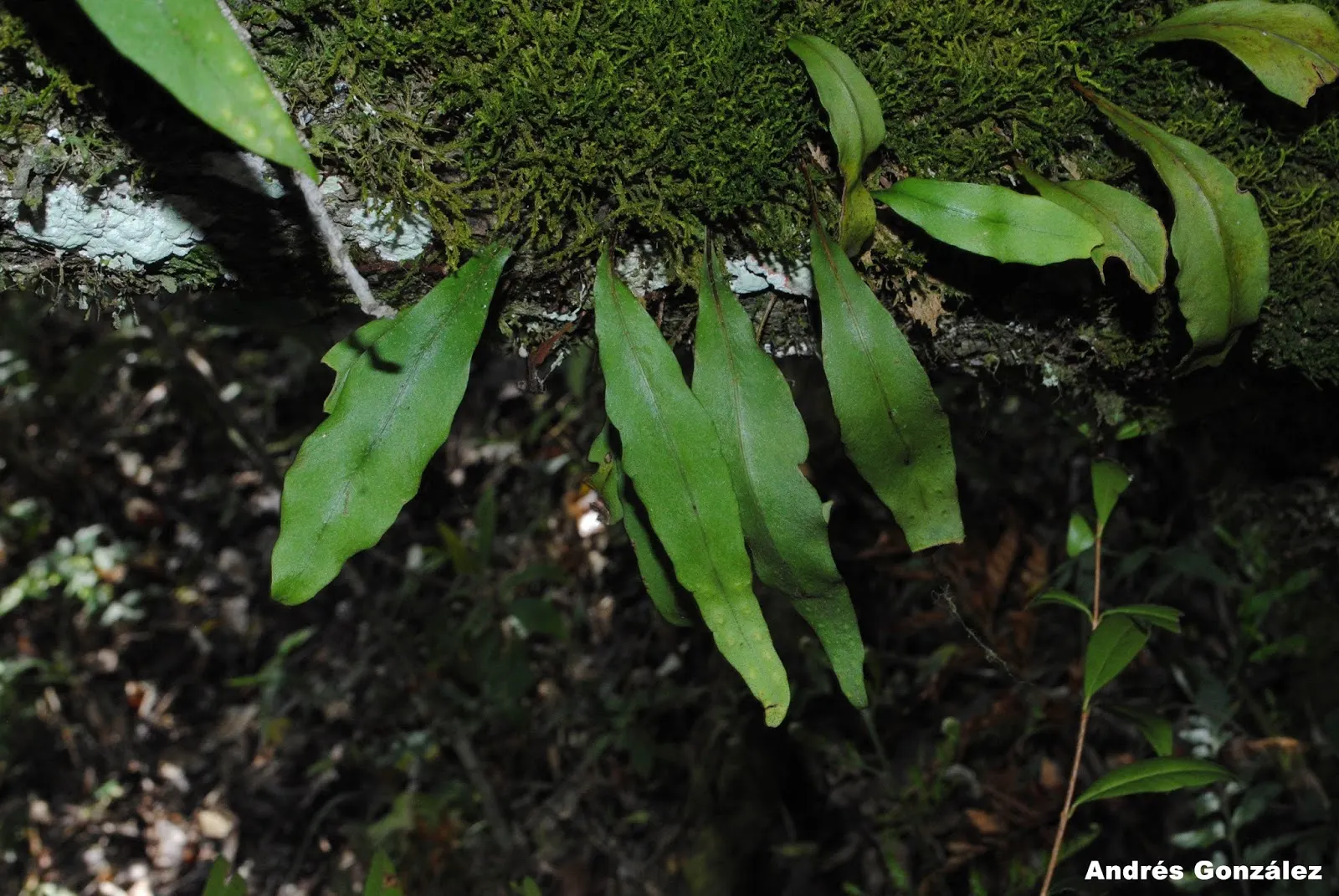 Resurrection Fern (Pleopeltis polypodioides) — It spectacularly ‚Äòresurrects‚Äô from a brown, desiccated state to lush green with rain