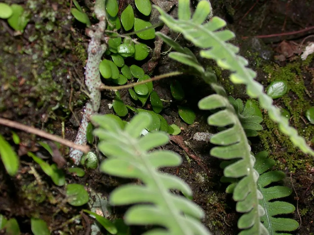 Resurrection Fern (Pleopeltis polypodioides) — is an enchanting epiphytic plant that offers both botanical interest and a lesson in resilience, image 77