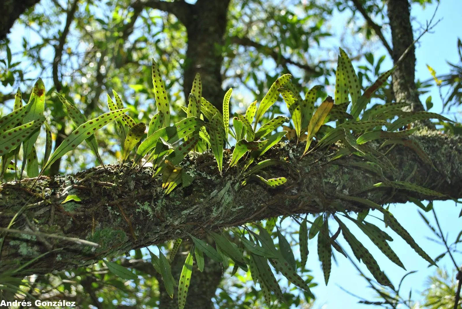 Resurrection Fern (Pleopeltis polypodioides) — This fern prefers indirect sunlight or partial shade; such as live oaks or bald cypress
