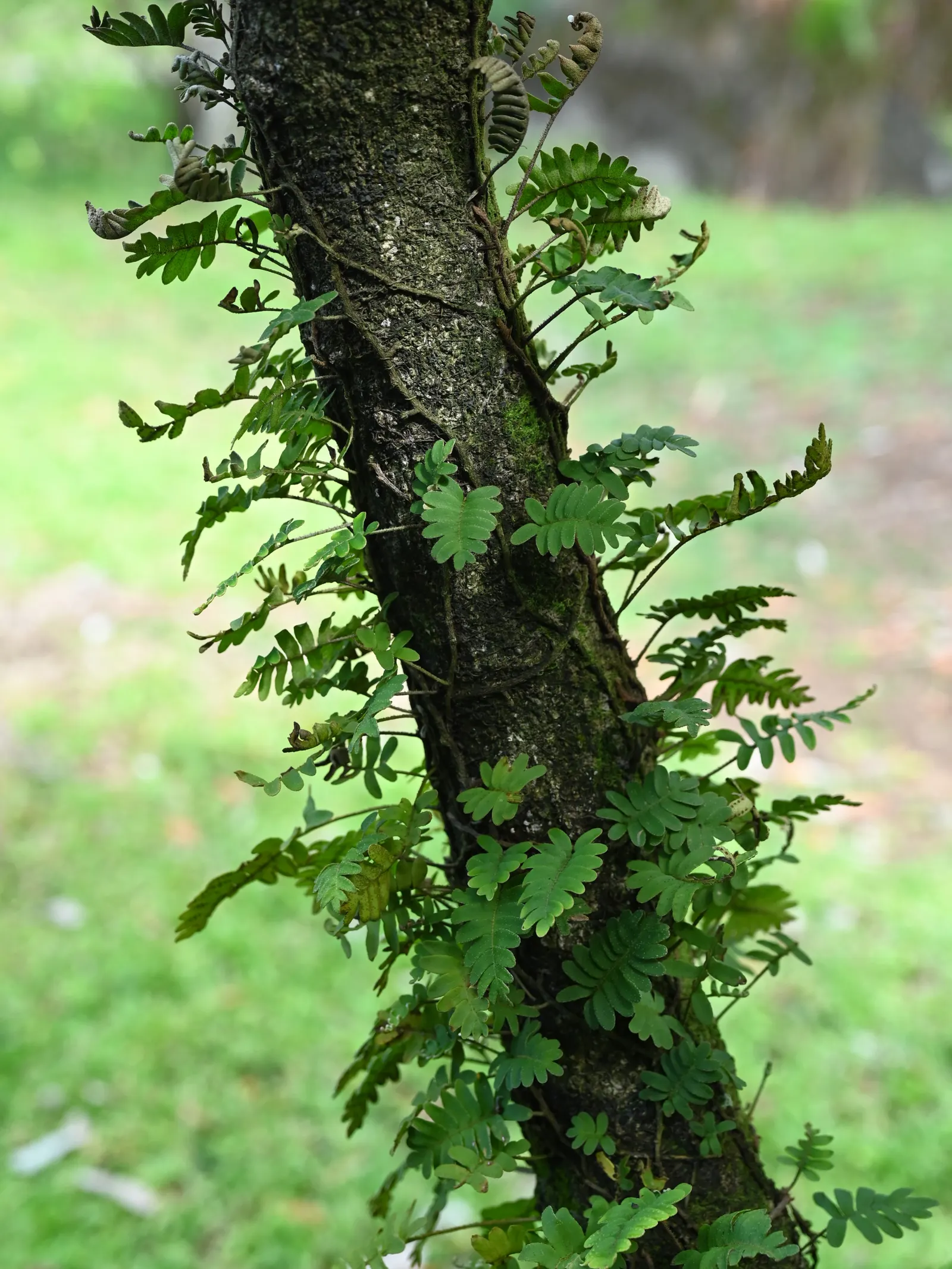 Resurrection Fern (Pleopeltis polypodioides) — This epiphytic plant is petite‚Äîrarely exceeding 8 inches tall; with just a bit of moisture, image 48