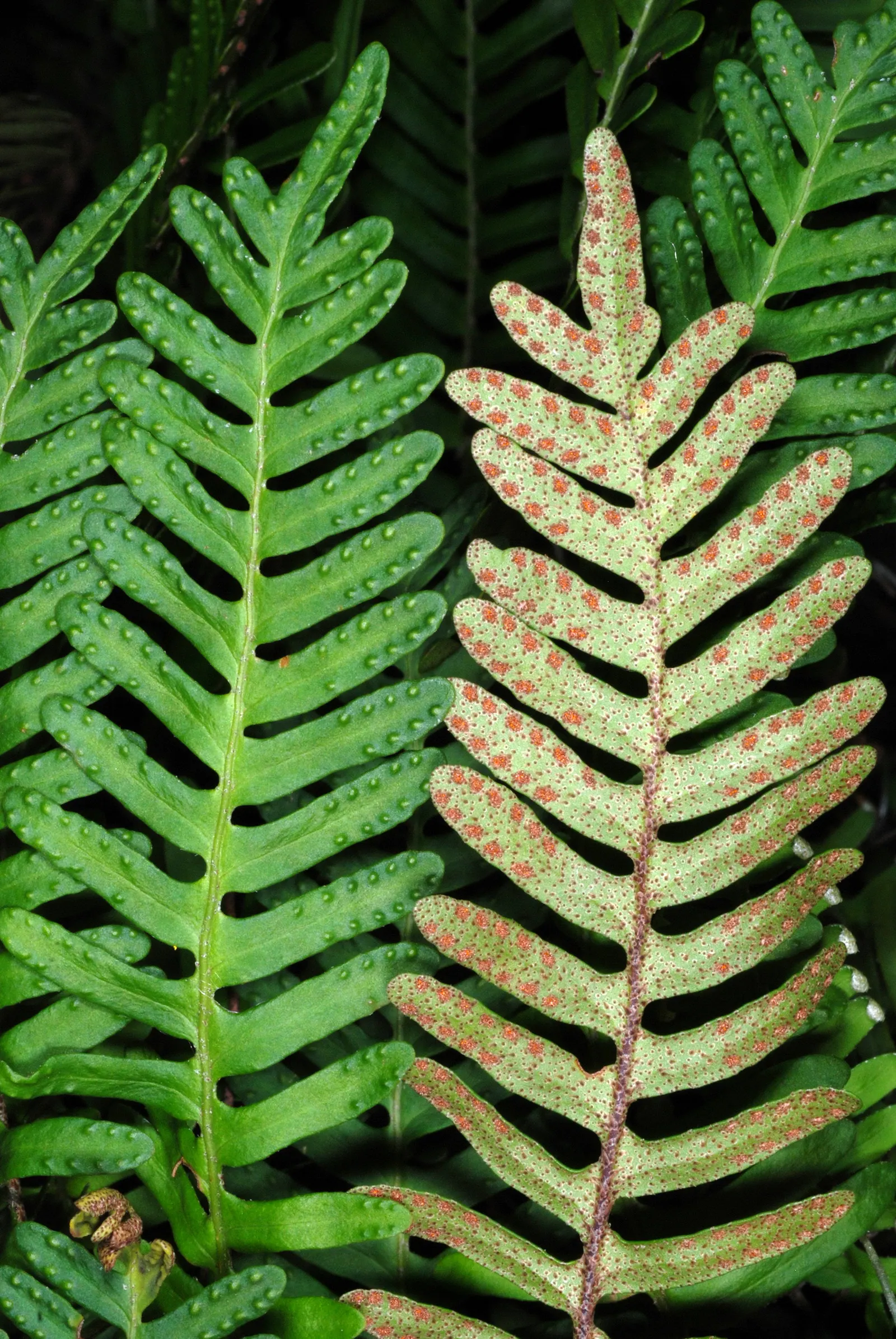 Resurrection Fern (Pleopeltis polypodioides) — When including Resurrection Ferns in your landscape