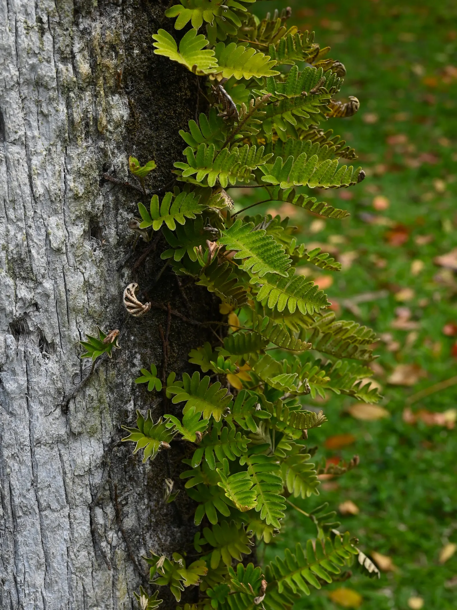 Resurrection Fern (Pleopeltis polypodioides) — making it an excellent choice for areas under tree canopies; it is moderately sized, with fronds reaching