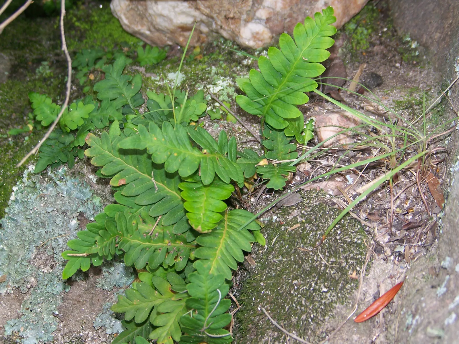 Resurrection Fern (Pleopeltis polypodioides) — As a landscape architect crafting a garden design; thriving in USDA hardiness zones 6 through 11, image 78