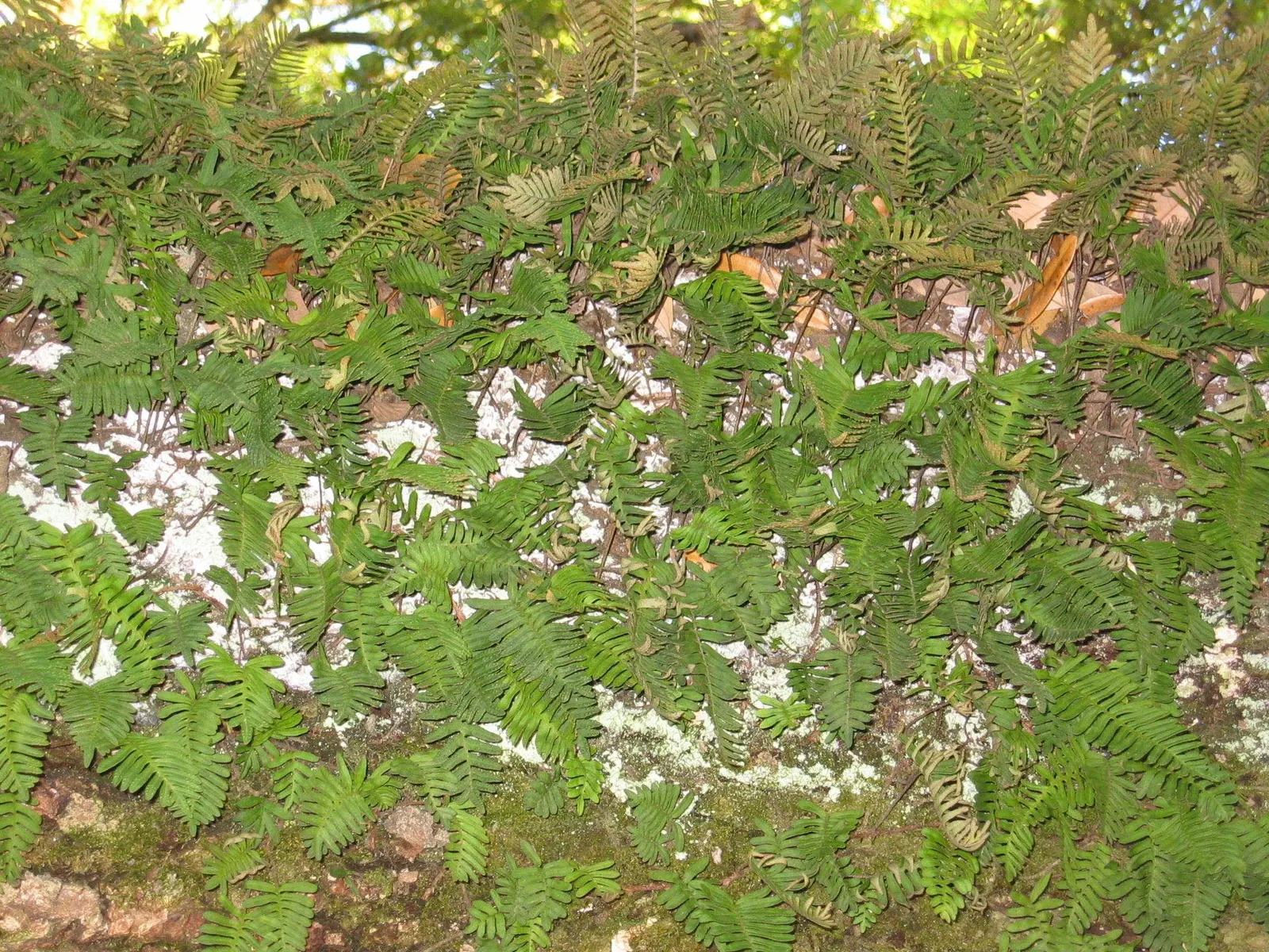 Resurrection Fern (Pleopeltis polypodioides) — They require little maintenance, beyond ensuring they get enough moisture to revive after dry, image 67