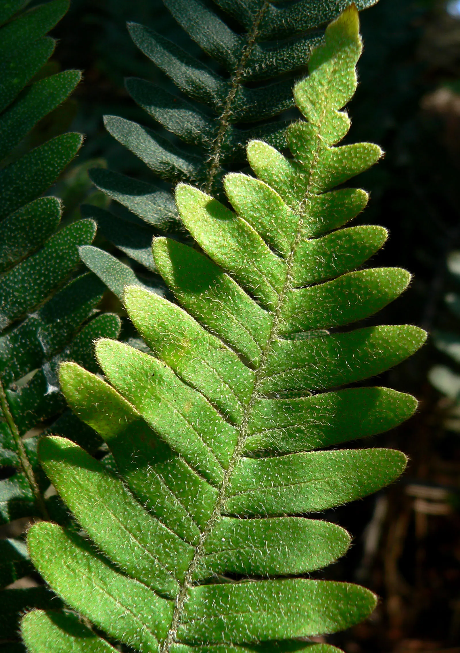 Resurrection Fern (Pleopeltis polypodioides) — thriving in USDA hardiness zones 6 through 11; it spectacularly ‚Äòresurrects‚Äô from a brown, desiccated state