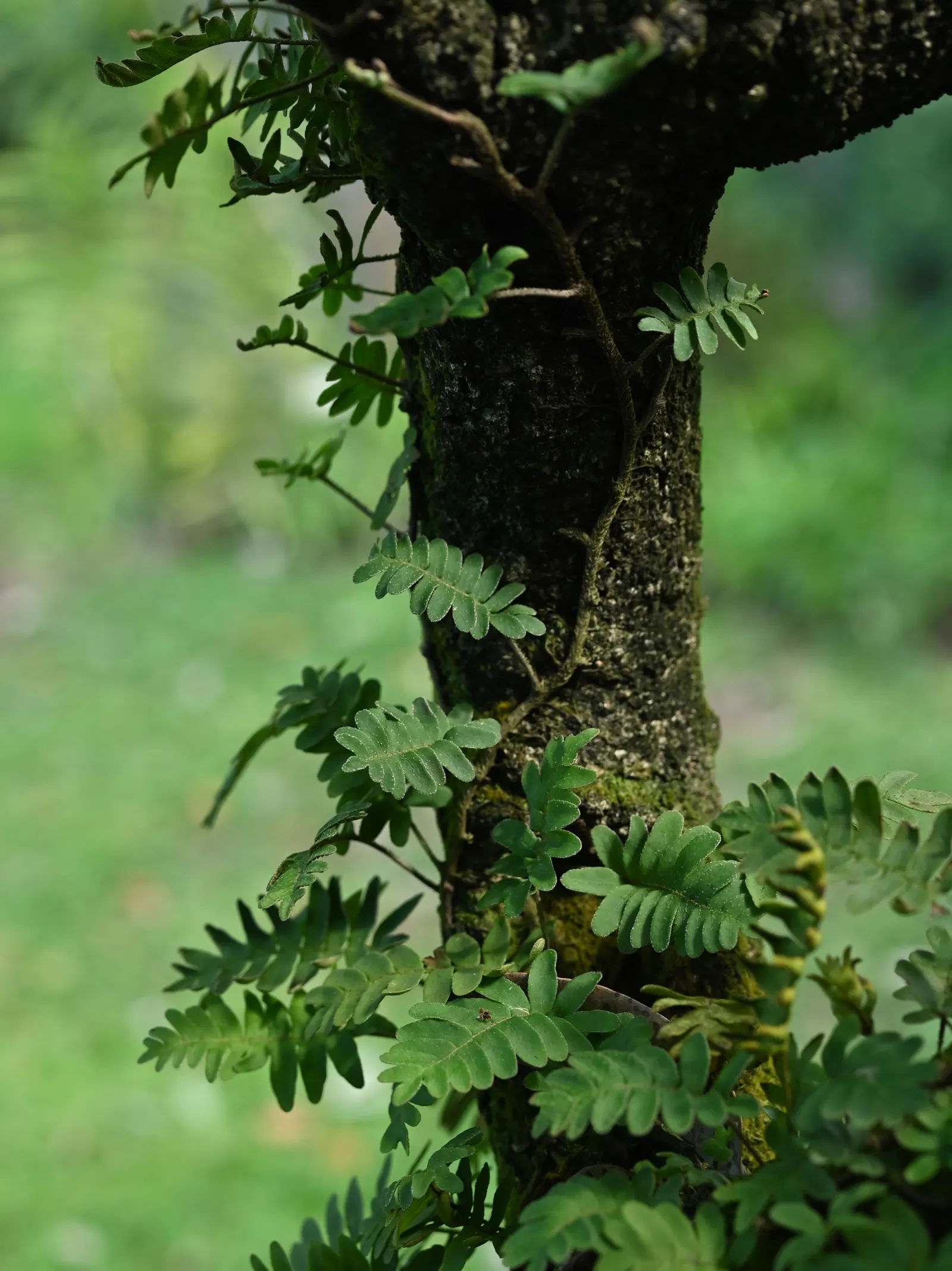 Resurrection Fern (Pleopeltis polypodioides) — It is moderately sized, with fronds reaching lengths of 4 to 12 inches
