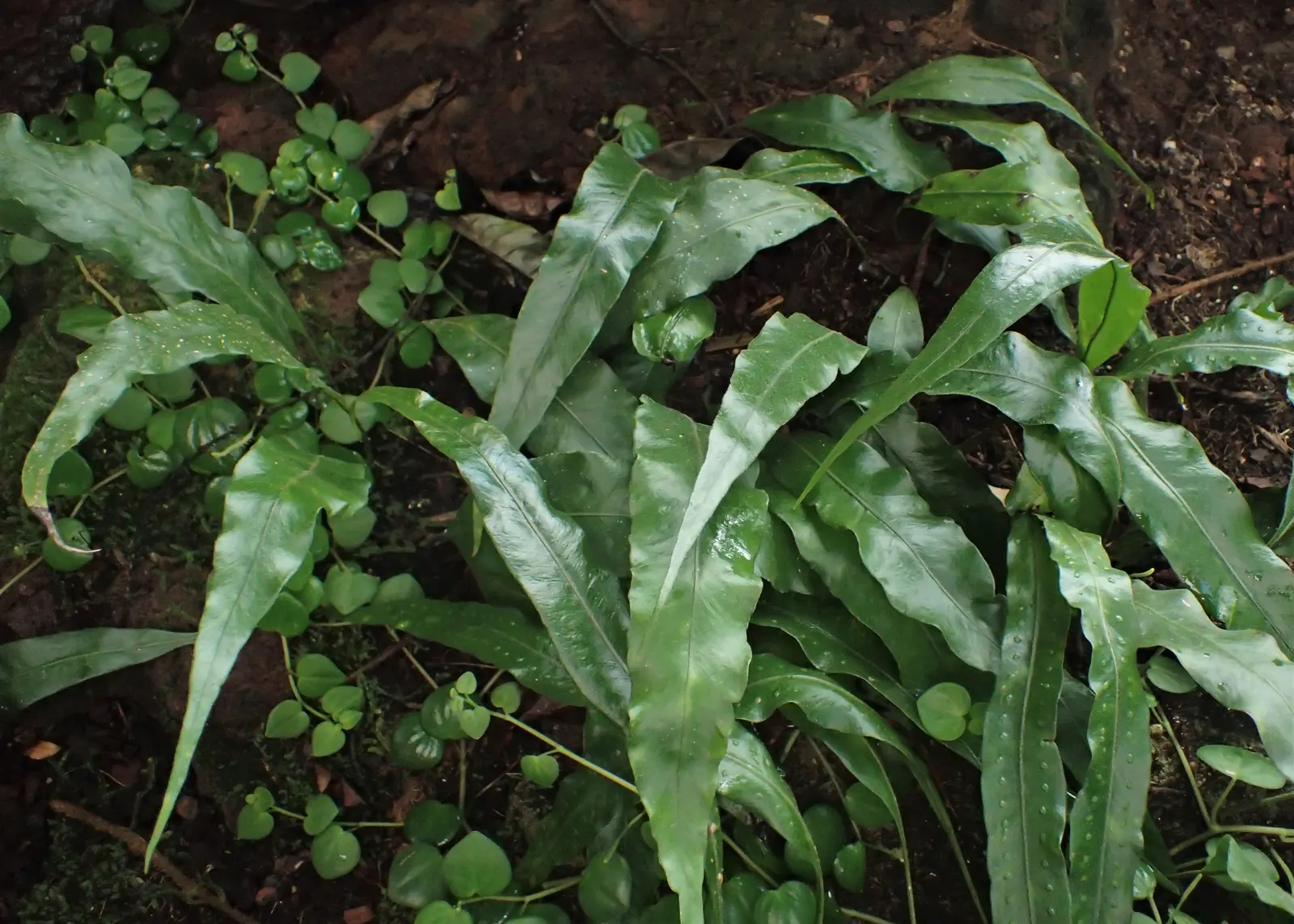 Resurrection Fern (Pleopeltis polypodioides) — embodying resilience and beauty‚Äîan exquisite choice for adding a woodland ambiance to your, image 52
