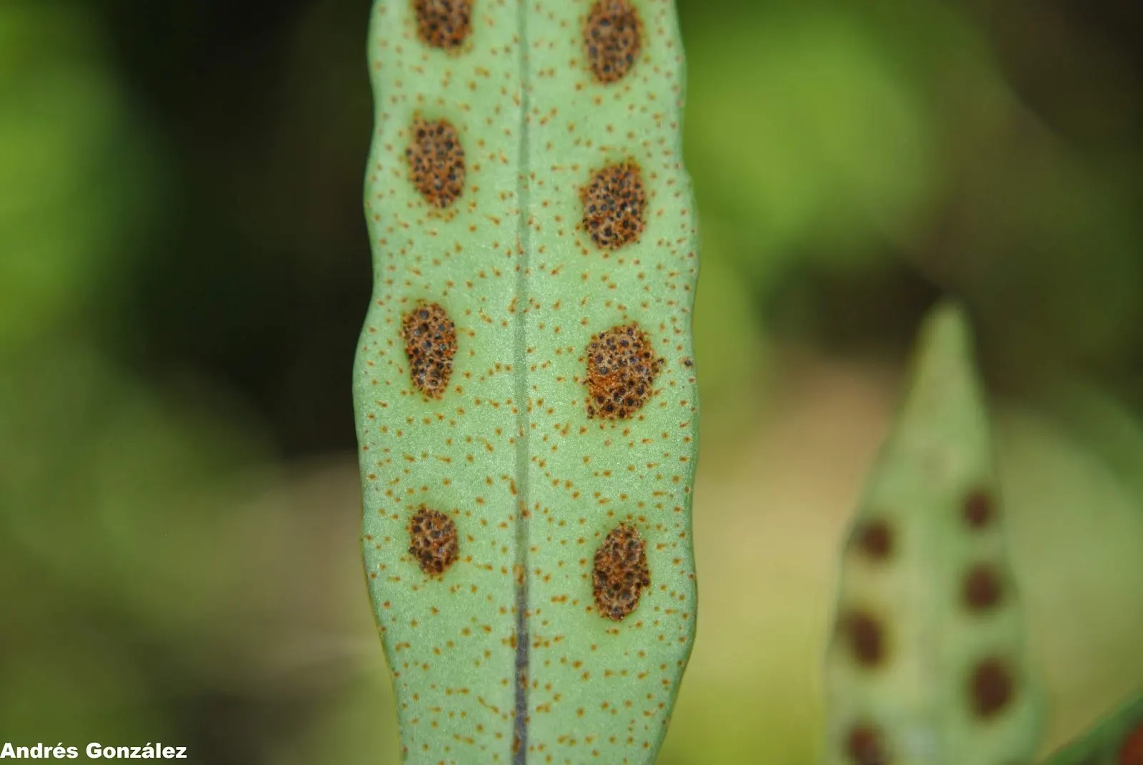 Resurrection Fern (Pleopeltis polypodioides) — providing visual interest above ground level; <br><br>Informing your client about the Resurrection Fern will