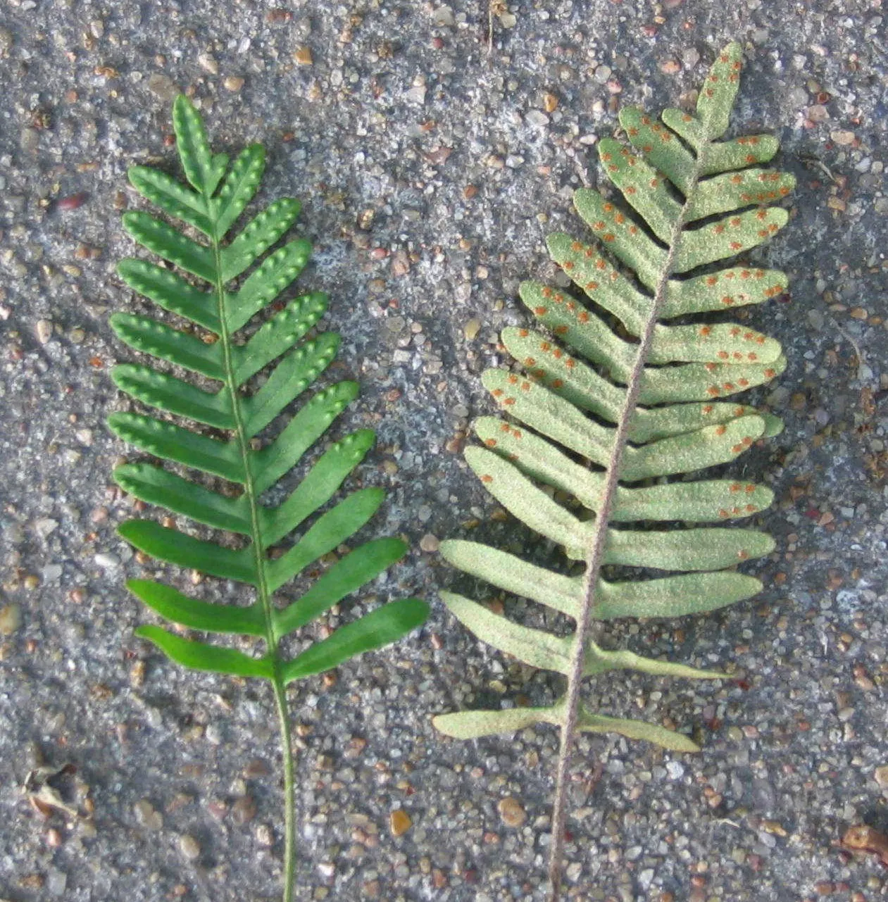 Resurrection Fern (Pleopeltis polypodioides) — it will unfurl to reveal lush, image 81