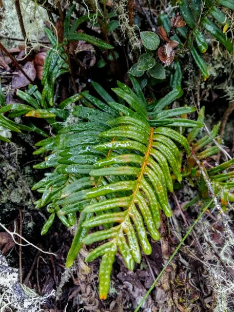 Resurrection Fern (Pleopeltis polypodioides) — making it an excellent choice for areas under tree canopies; it is moderately sized, with fronds, image 62
