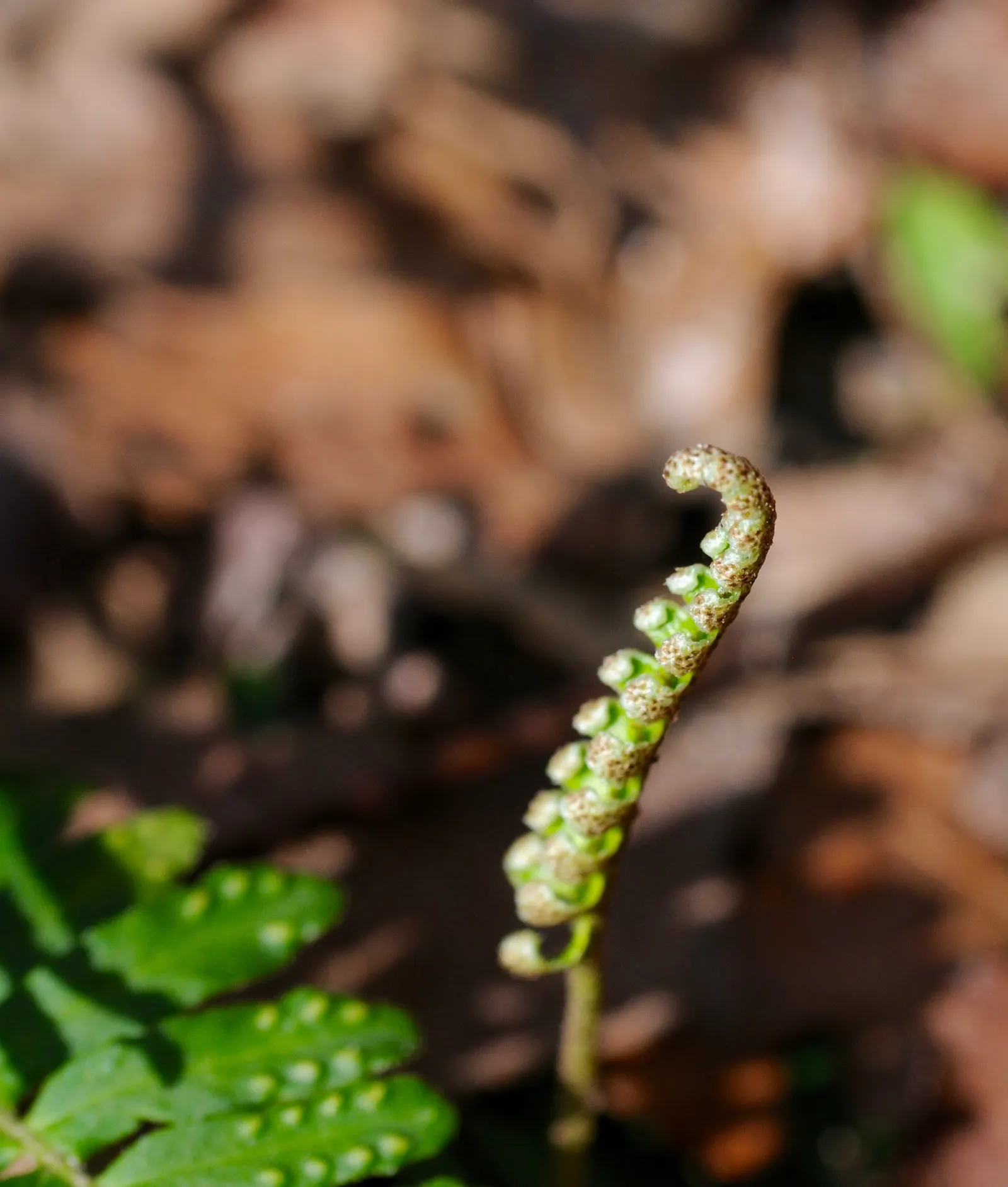 Resurrection Fern (Pleopeltis polypodioides) — making it an excellent choice for areas under tree canopies